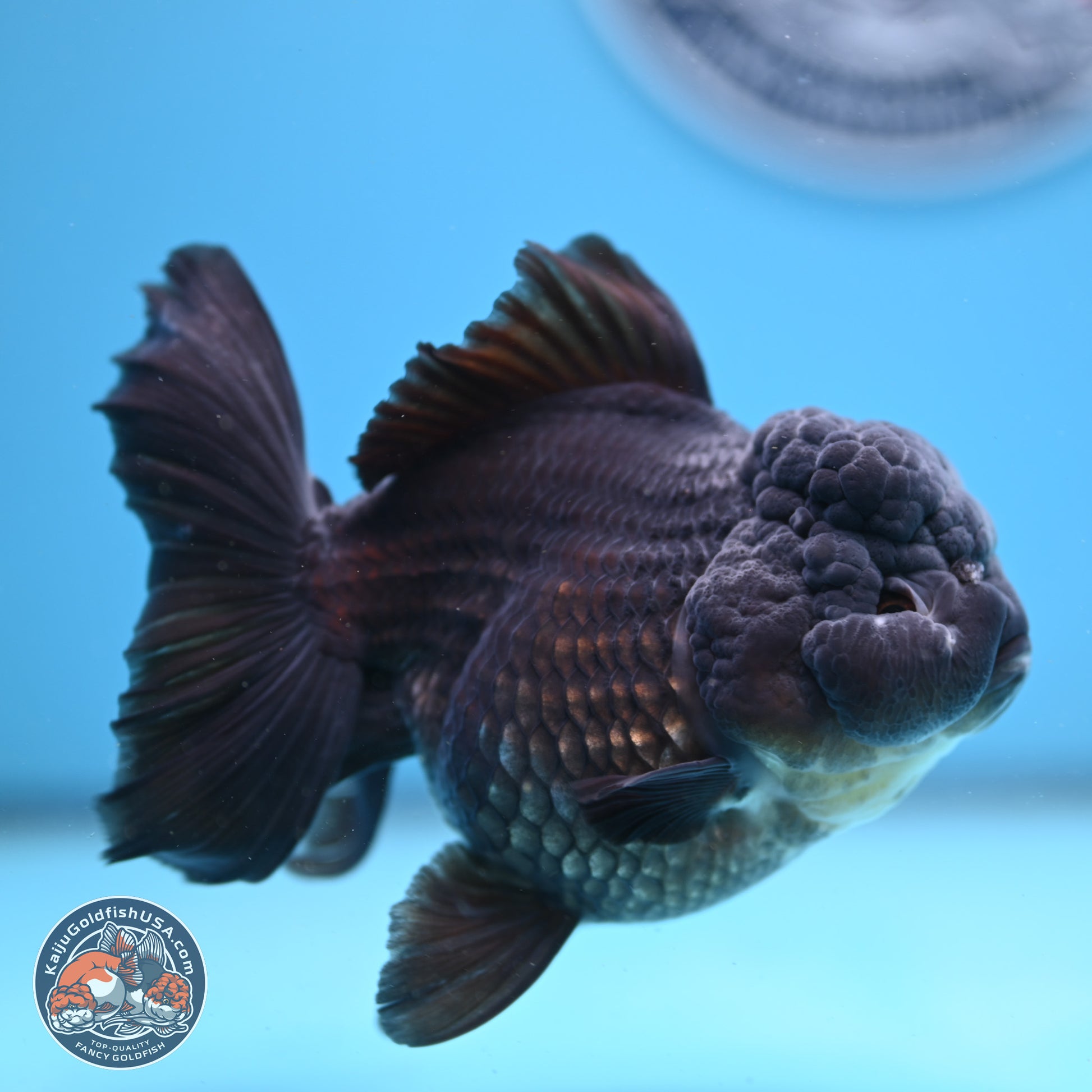 Black Rose Tail Oranda 5 inches - Female (241206_OR06) - Kaiju Goldfish USA