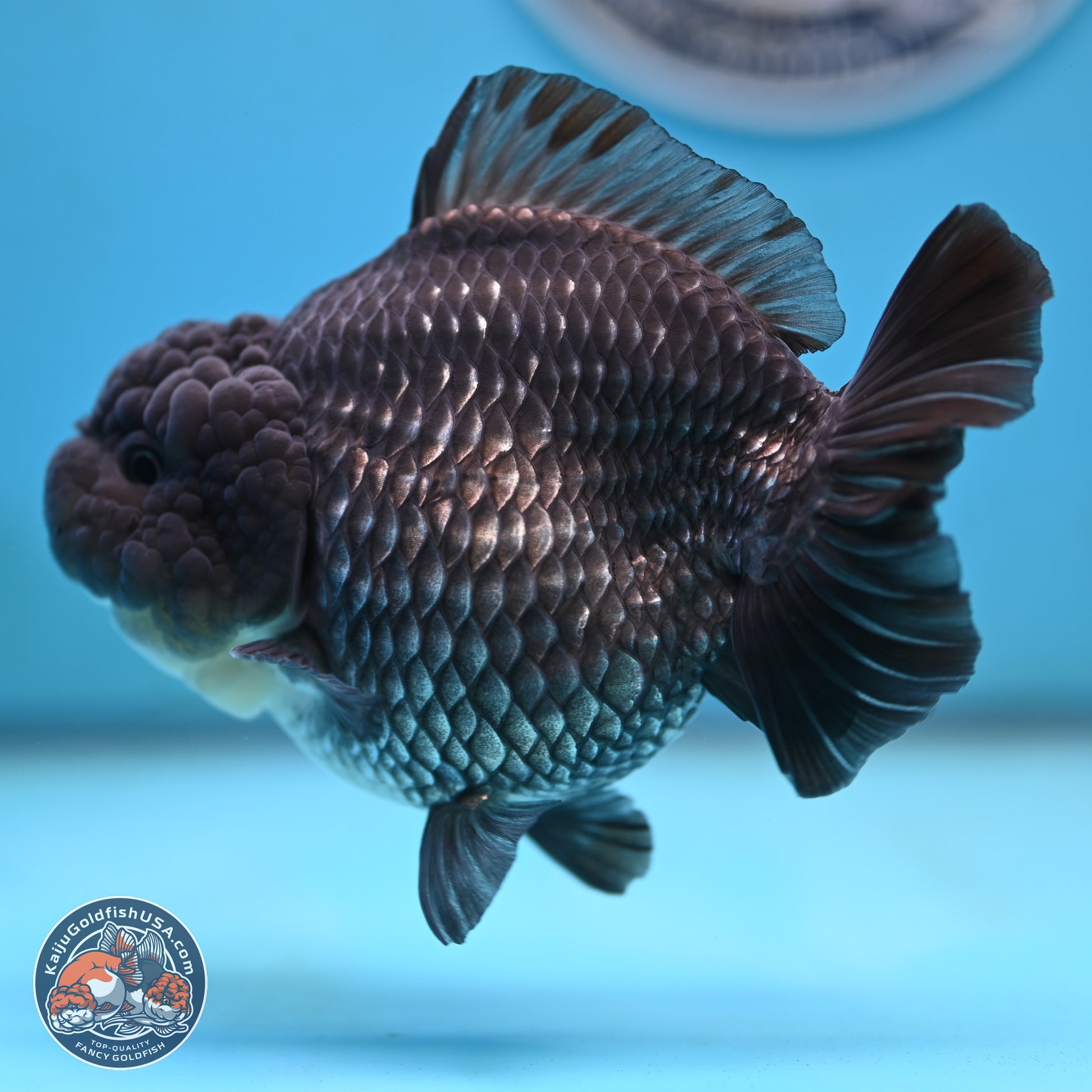 Big Black Metallic YuanBao Oranda 4.5 inches Body - Female (250117_OR06) - Kaiju Goldfish USA