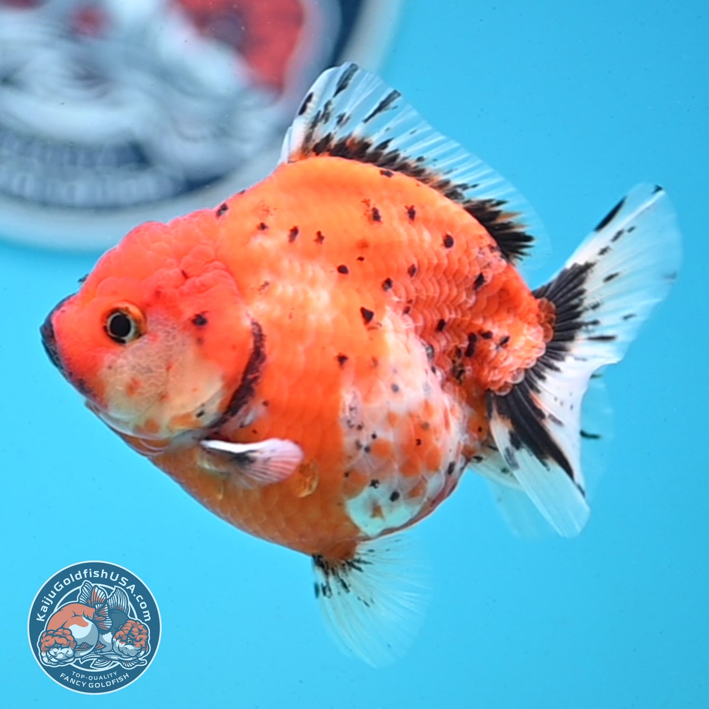 Shogun Tricolor Sakura Oranda 3.5 inches Body - Female (250418_OR06)