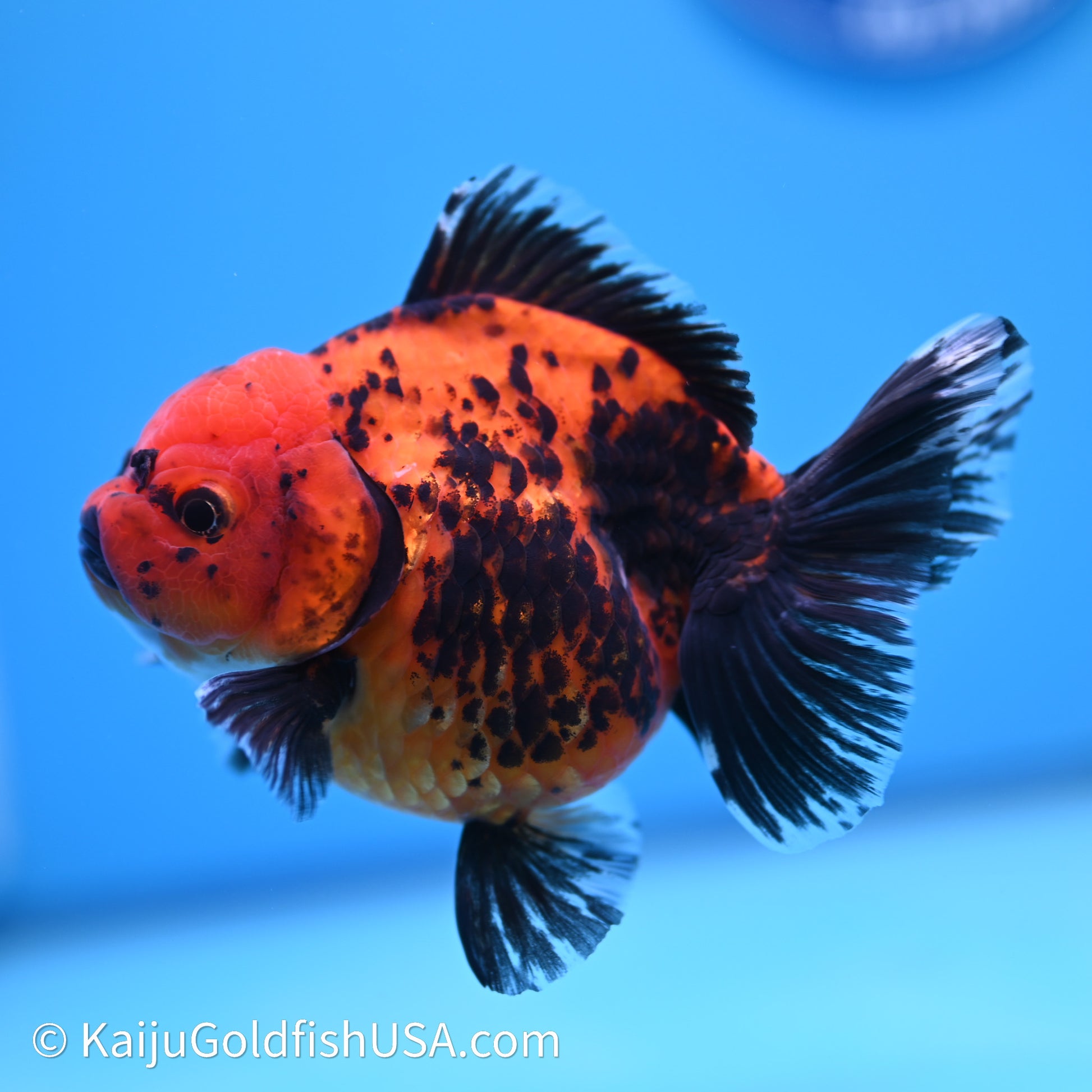 Shogun Godzilla Apache Oranda 3.75in Body (240614_OR06) - Kaiju Goldfish USA