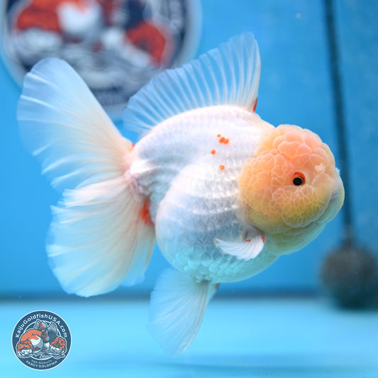 Jade Head Red White Rose Tail Oranda 4.5 inches Body - Female (250221_OR06)