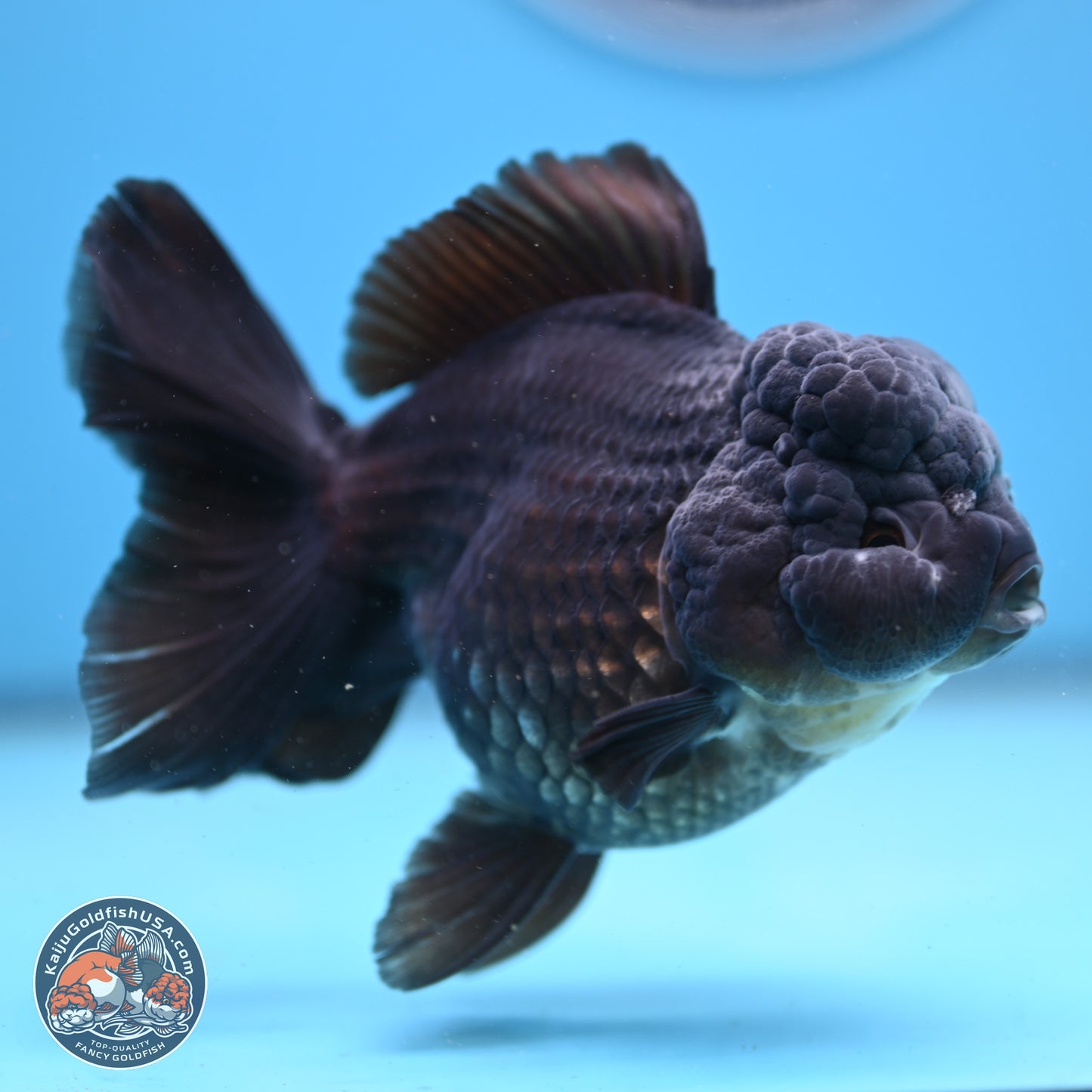 Black Rose Tail Oranda 5 inches - Female (241206_OR06) - Kaiju Goldfish USA