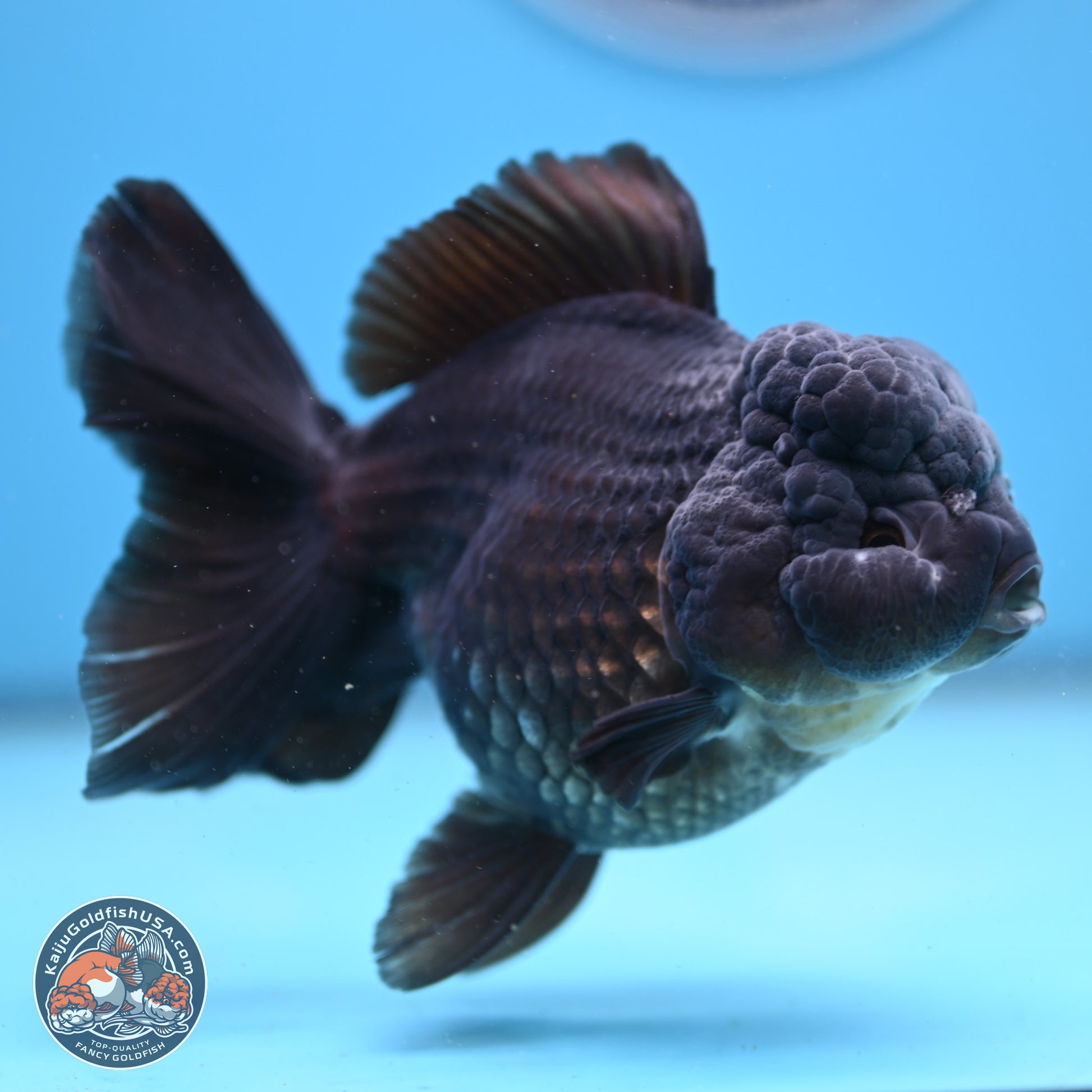 Black Rose Tail Oranda 5 inches - Female (241206_OR06) - Kaiju Goldfish USA