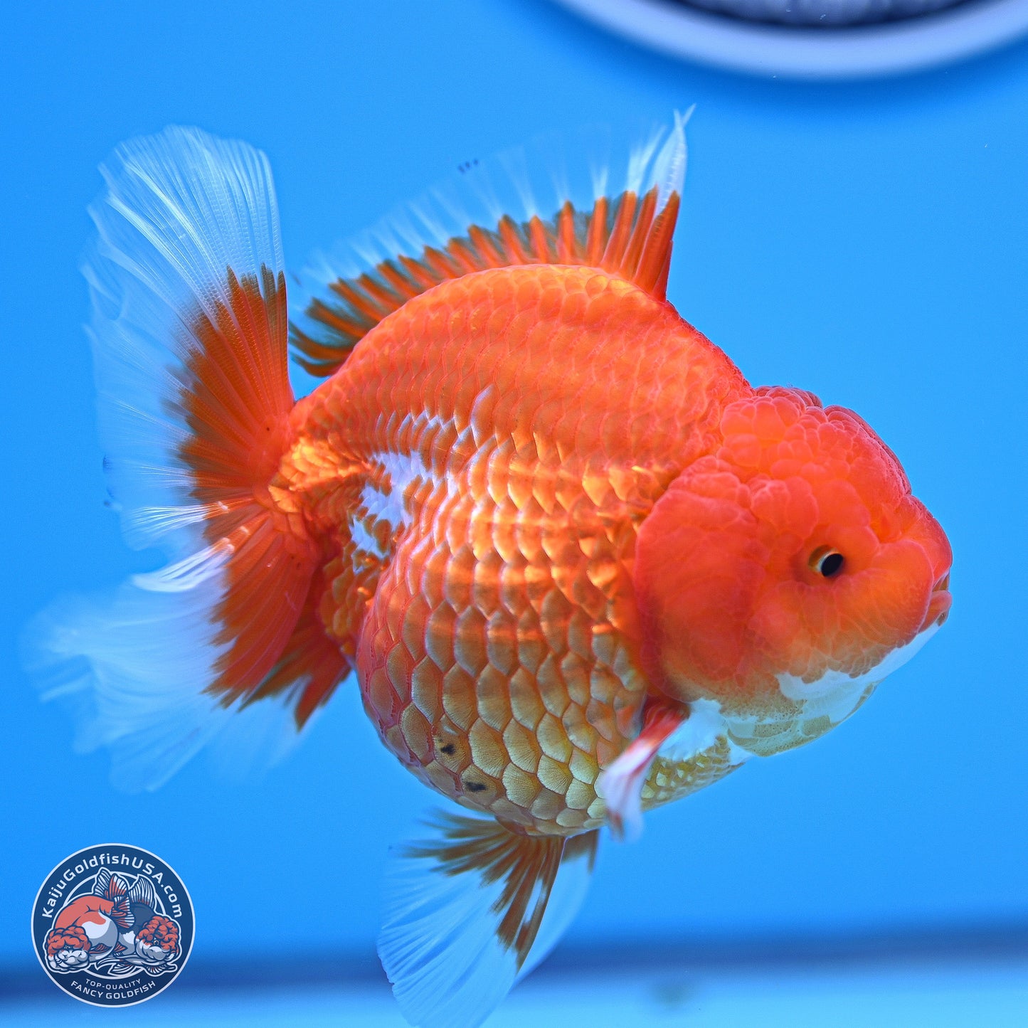 Red White Rose Tail Oranda 4.5 inches - Female (241129_OR06) - Kaiju Goldfish USA