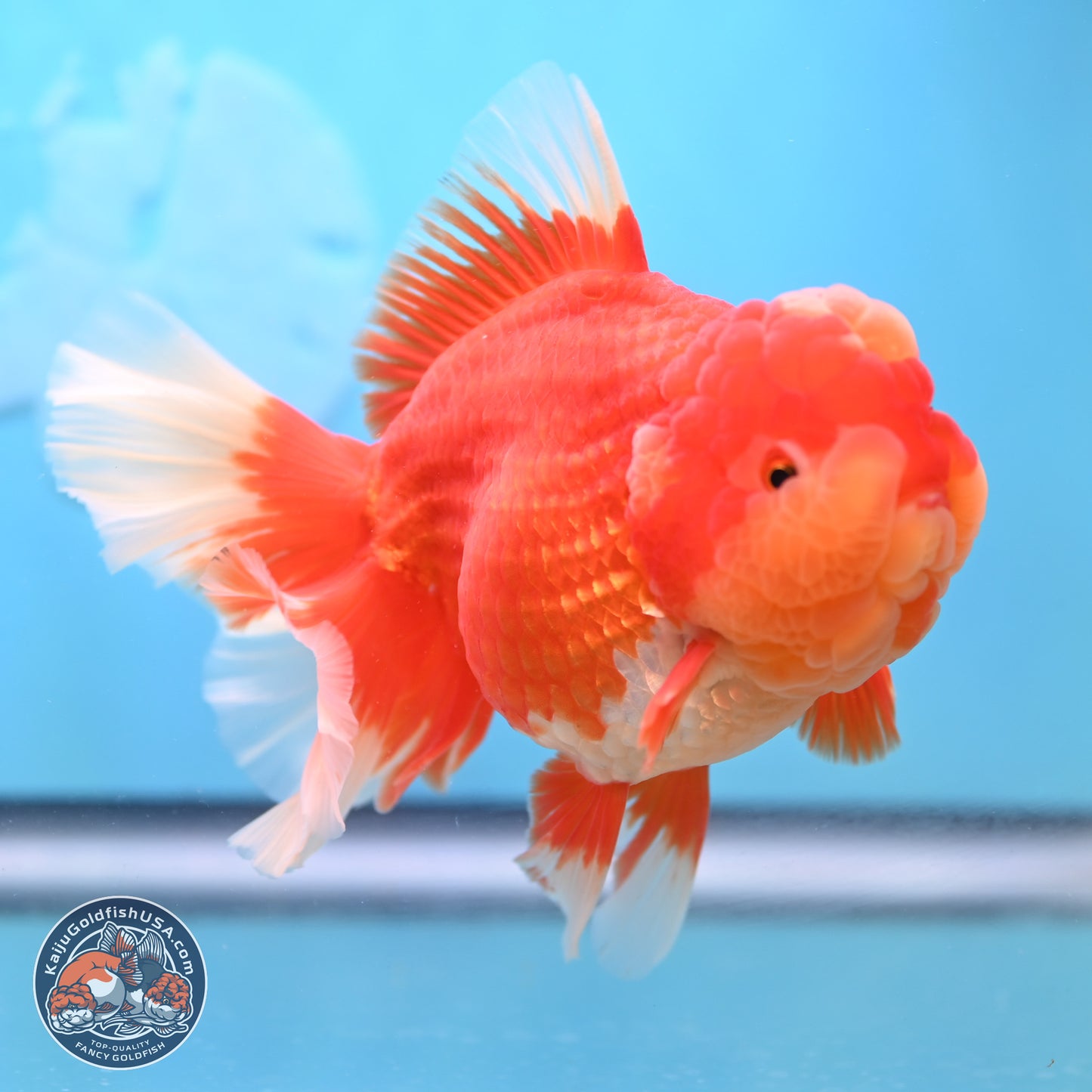 Jumbo Rose Tail Jade Seal Red White Oranda 5.5 inches Body - Female (250131_OR06)