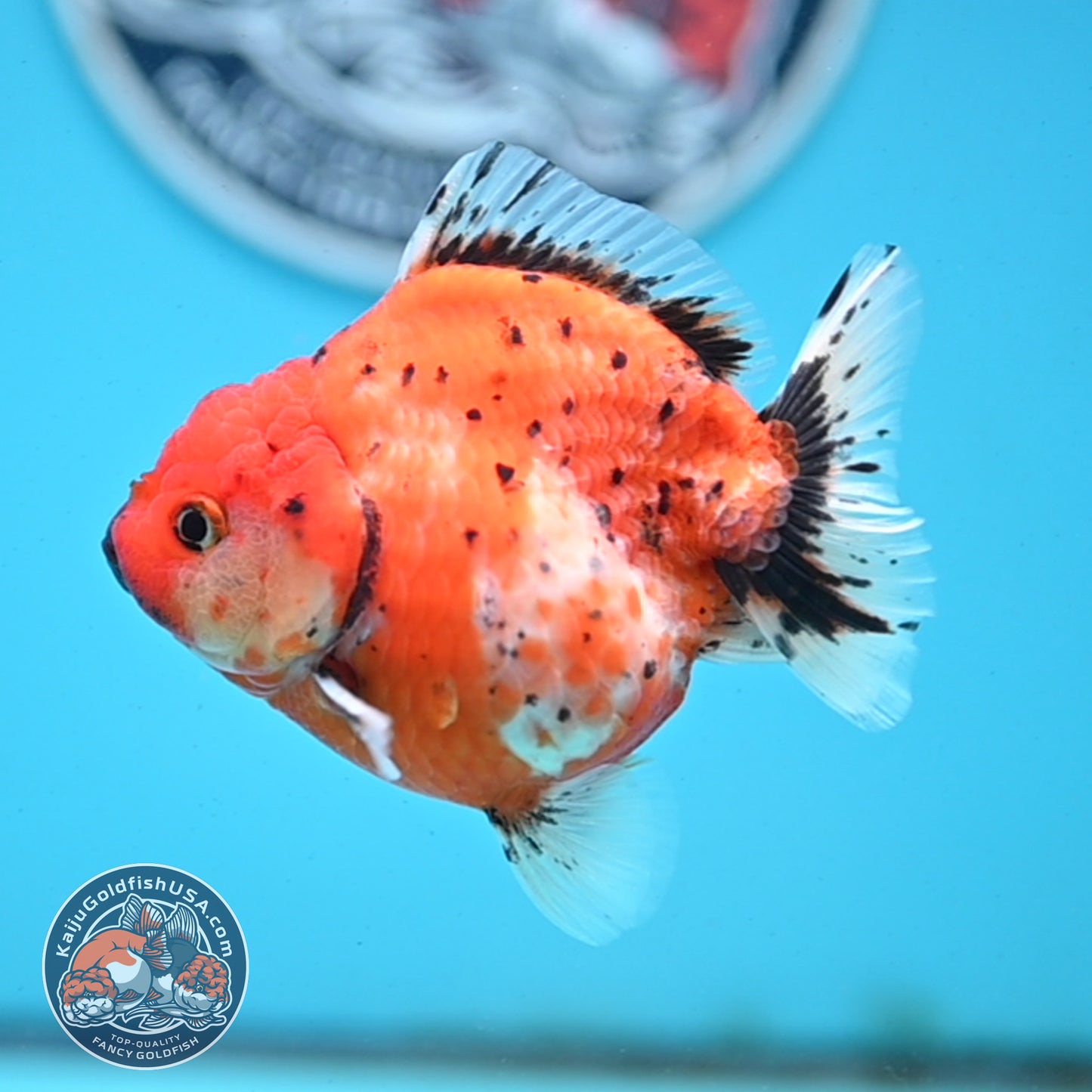 Shogun Tricolor Sakura Oranda 3.5 inches Body - Female (250418_OR06)