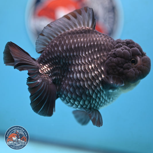 Big Black Metallic YuanBao Oranda 4.5 inches Body - Female (250117_OR06) - Kaiju Goldfish USA