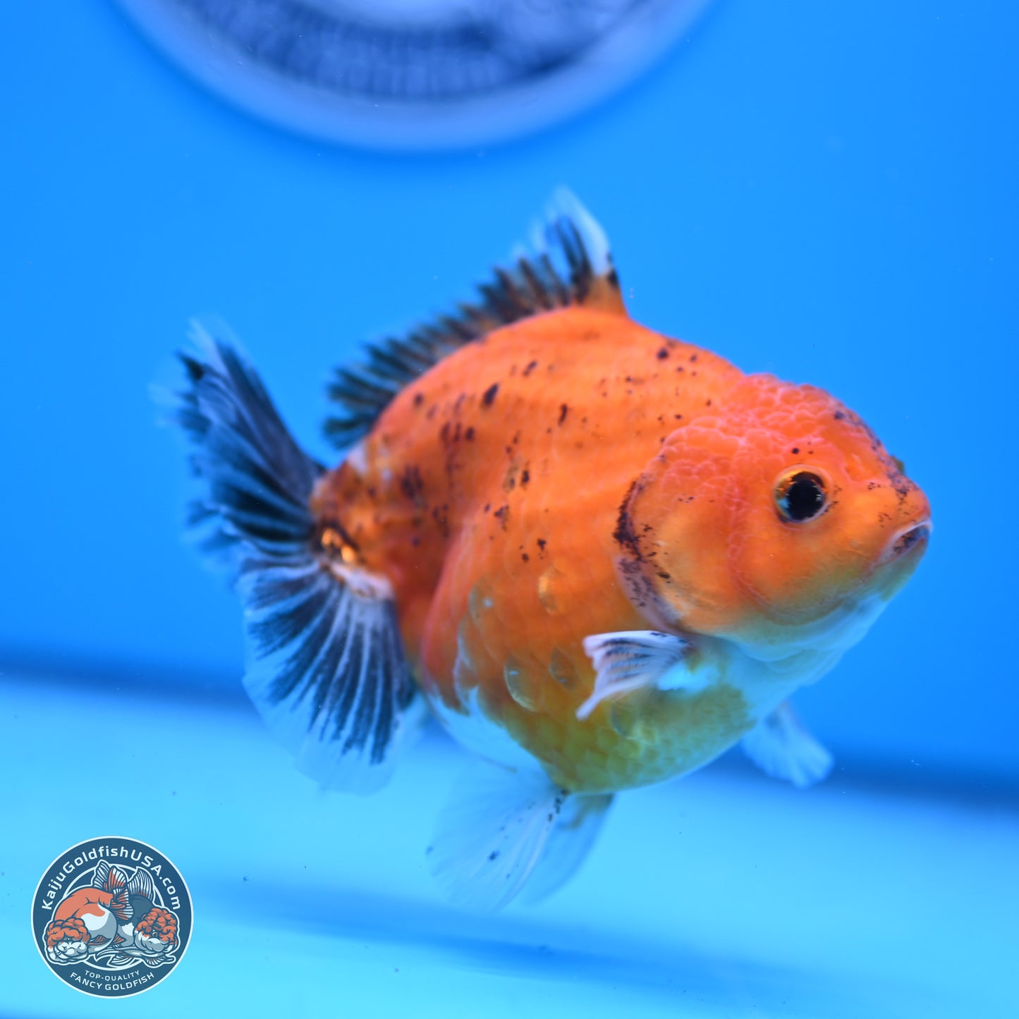 Shogun Tricolor Sakura YuanBao Oranda 3.75in Body (240802_OR06) - Kaiju Goldfish USA