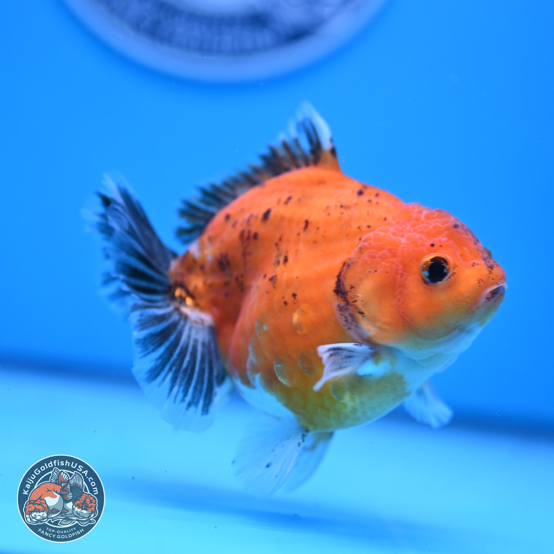 Shogun Tricolor Sakura YuanBao Oranda 3.75in Body (240802_OR06) - Kaiju Goldfish USA