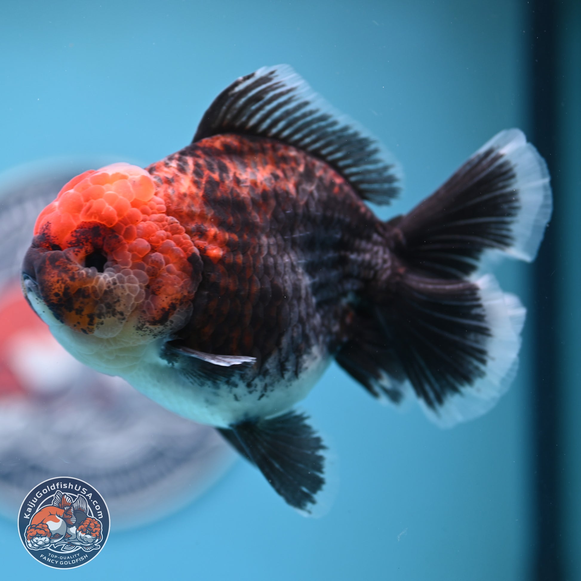 Kirin Rose Tail Oranda 5 inches (241025_OR06) - Kaiju Goldfish USA