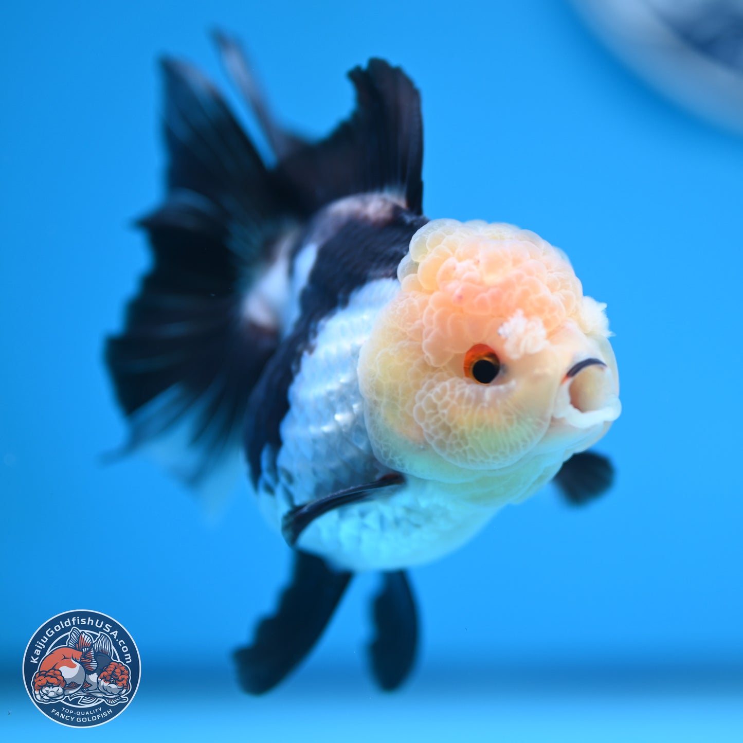 Panda Rose Tail Oranda 4 inches (241101_OR06) - Kaiju Goldfish USA