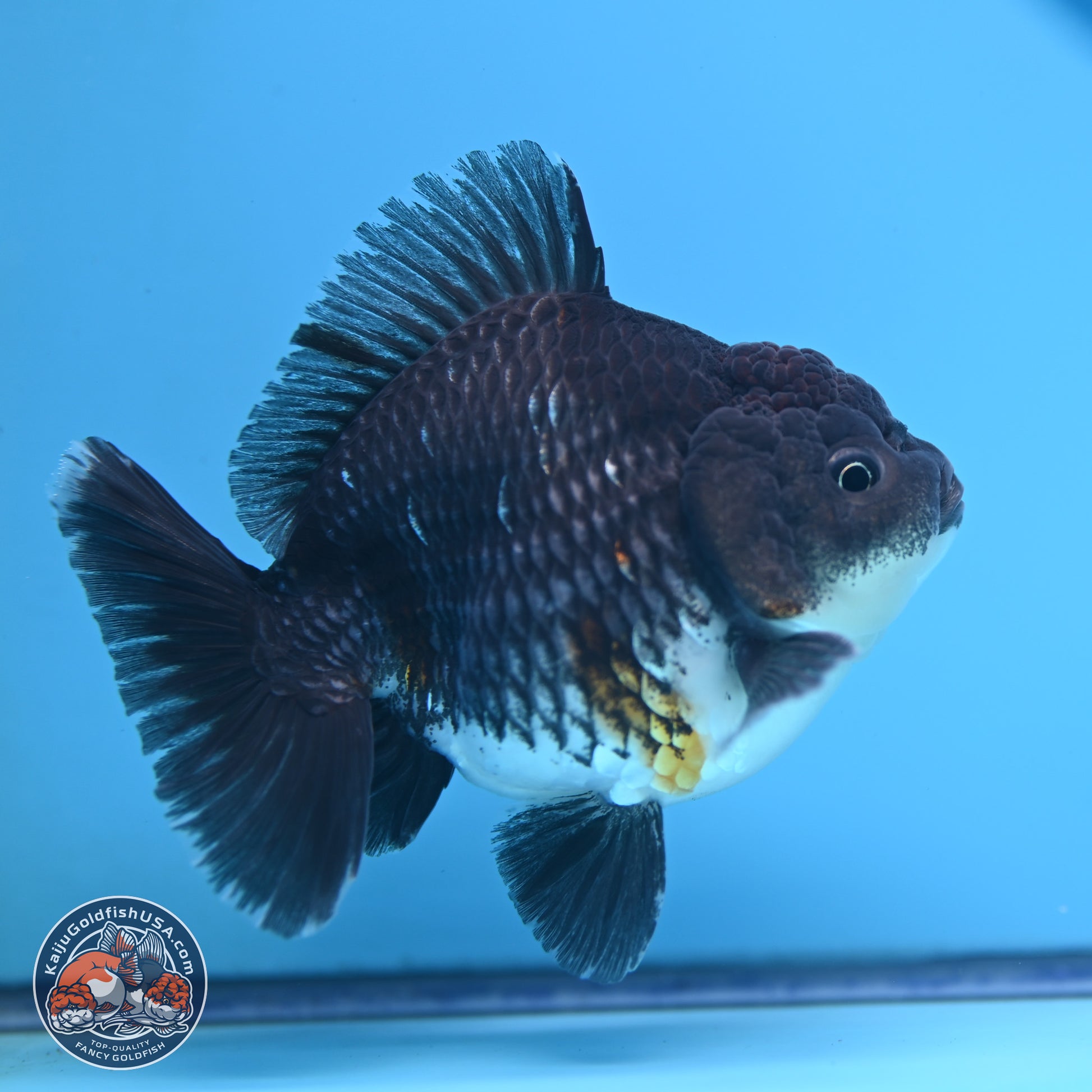 Shogun Kirin Oranda 3.5-4.5 in (241011_OR06) - Kaiju Goldfish USA