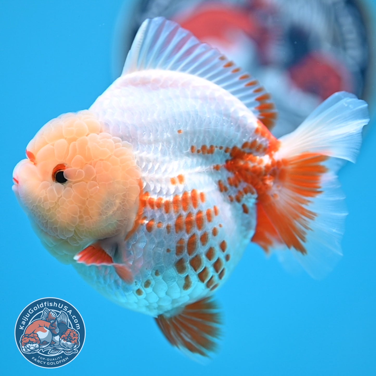Deer Spot Red White YuanBao Oranda 3.7 inches Body (250516_OR06)