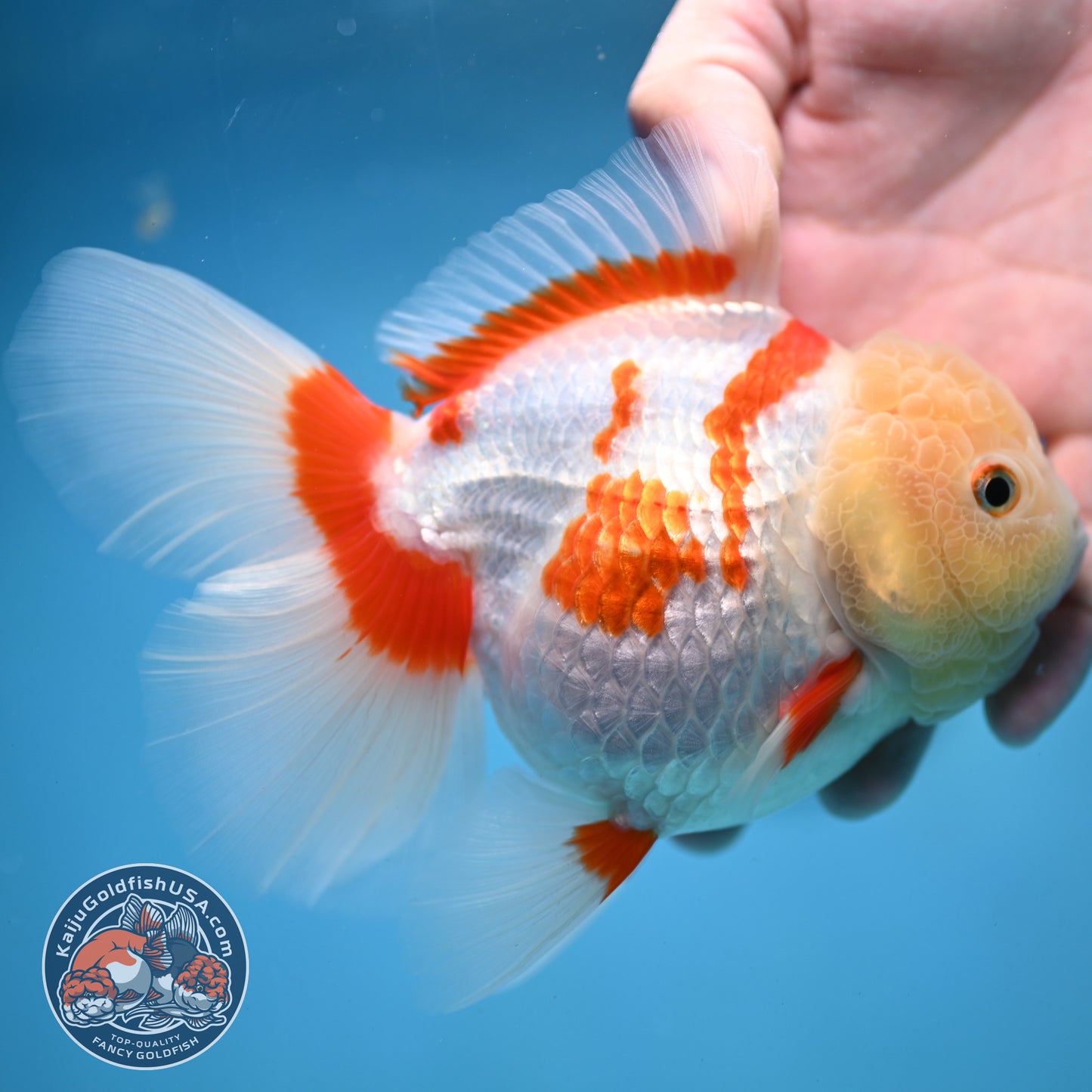 Jade Head Red White Oranda 4 inch Body (250919_OR06)