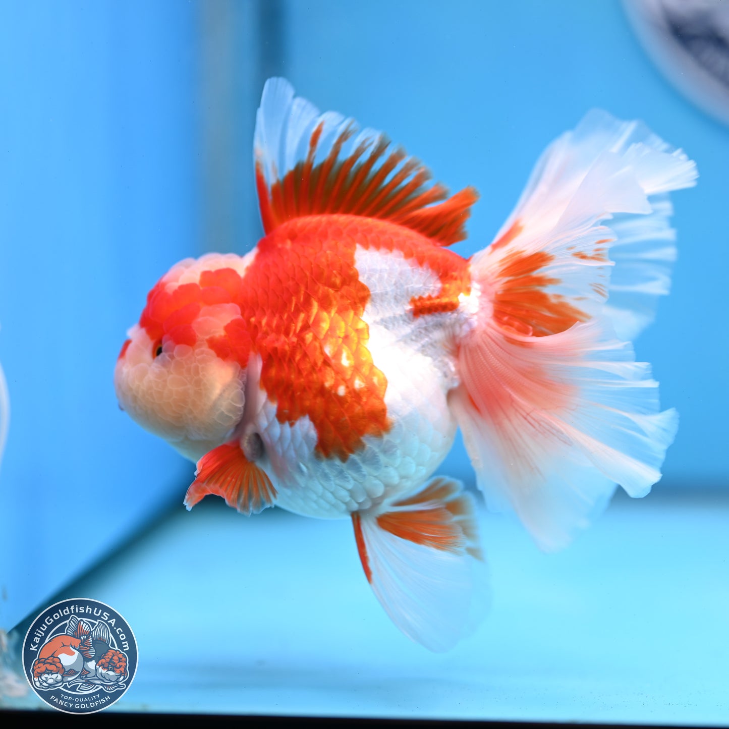 Jade Top Red White Orchid Tail Oranda 3.5 inches Body - Female (250228_OR06)
