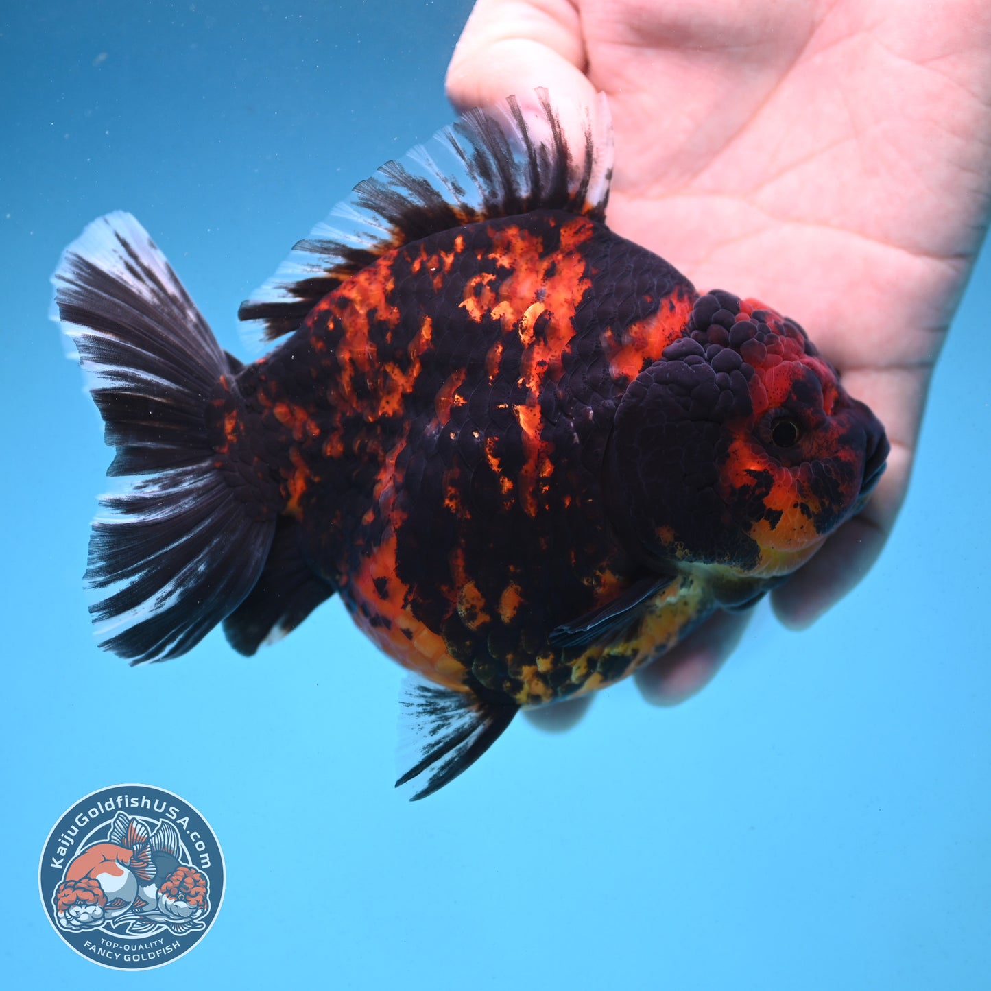 Tiger Oranda 4.5 inch Body (250912_OR06)