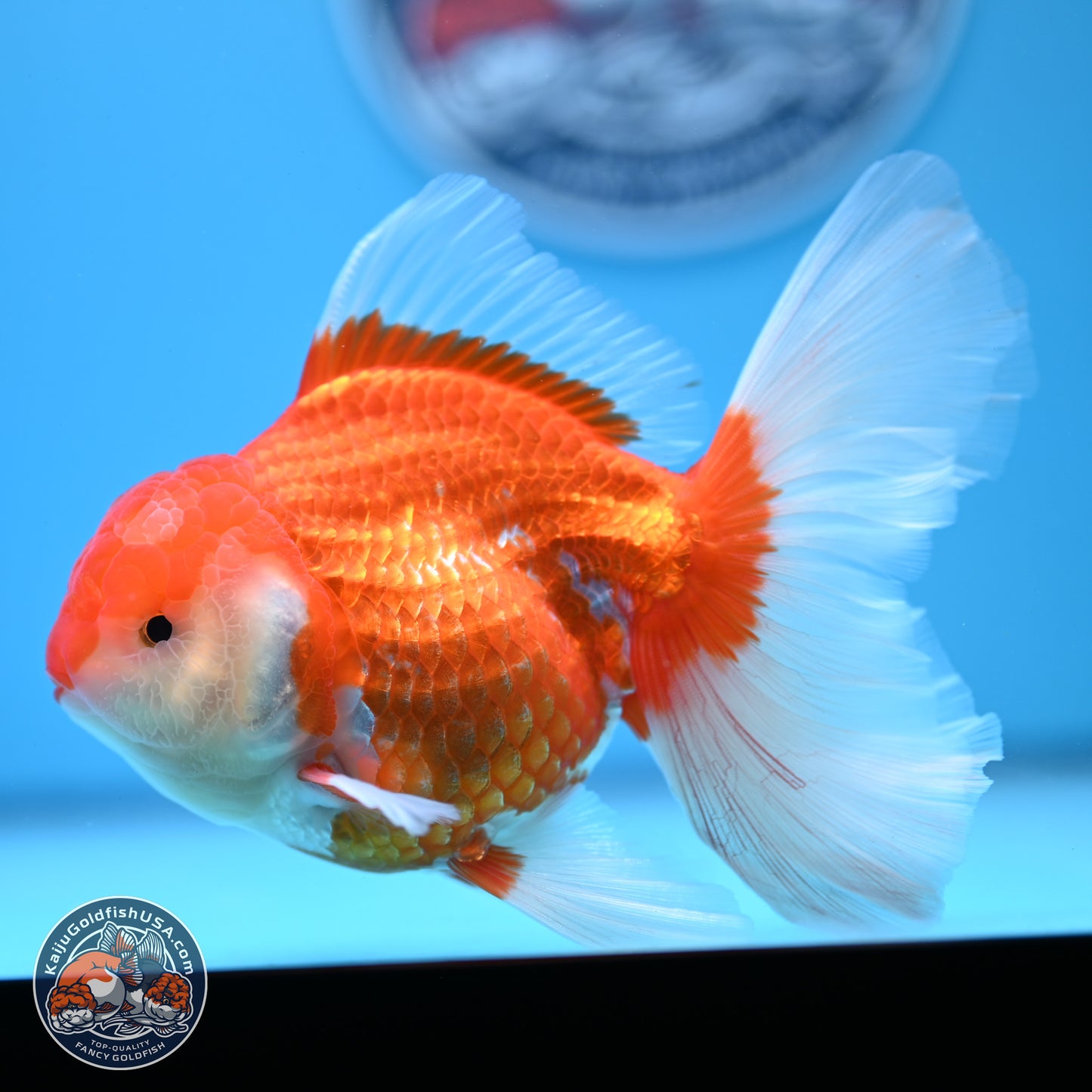 Red White Rose Tail Oranda 4-6 inches (240913_OR06) - Kaiju Goldfish USA