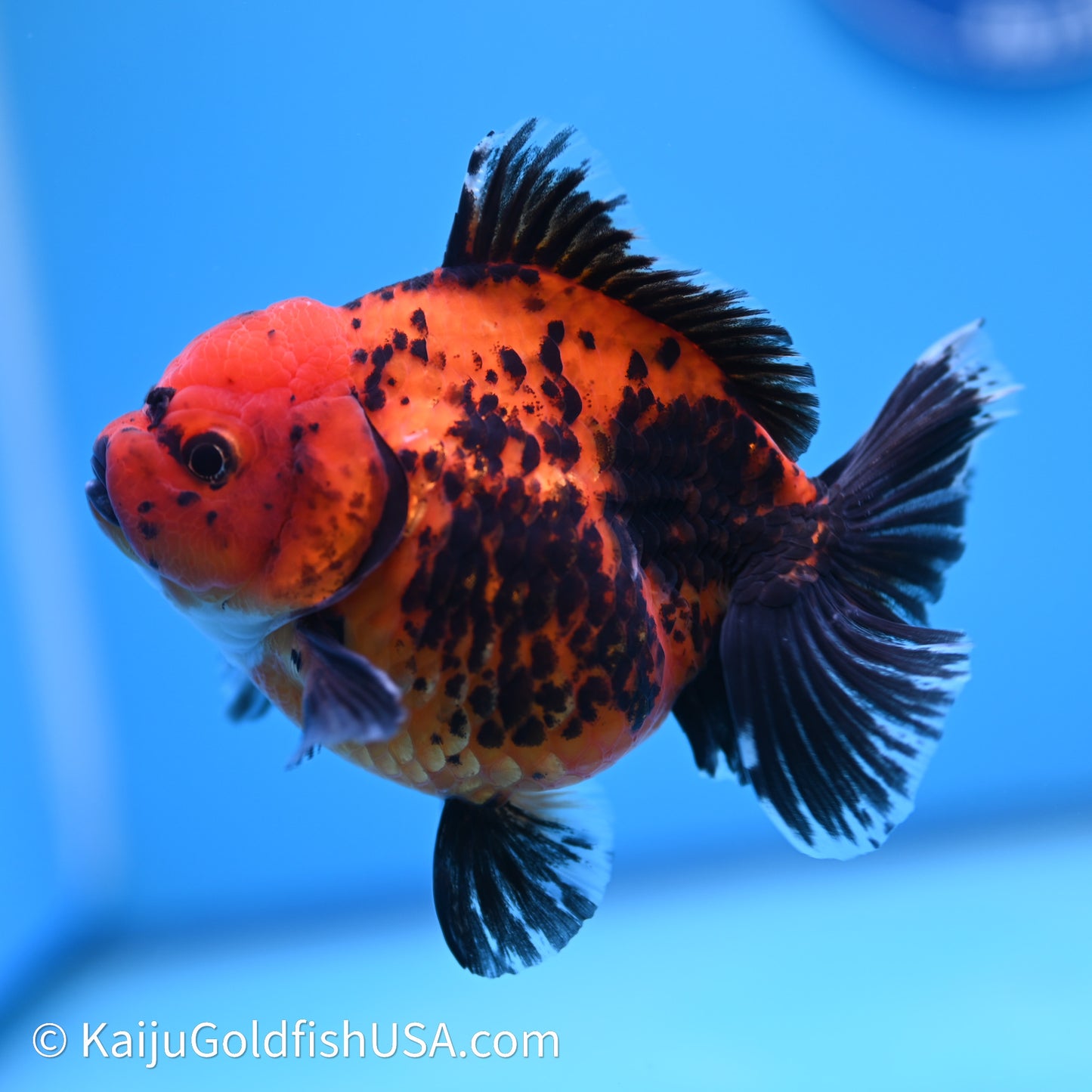 Shogun Godzilla Apache Oranda 3.75in Body (240614_OR06) - Kaiju Goldfish USA