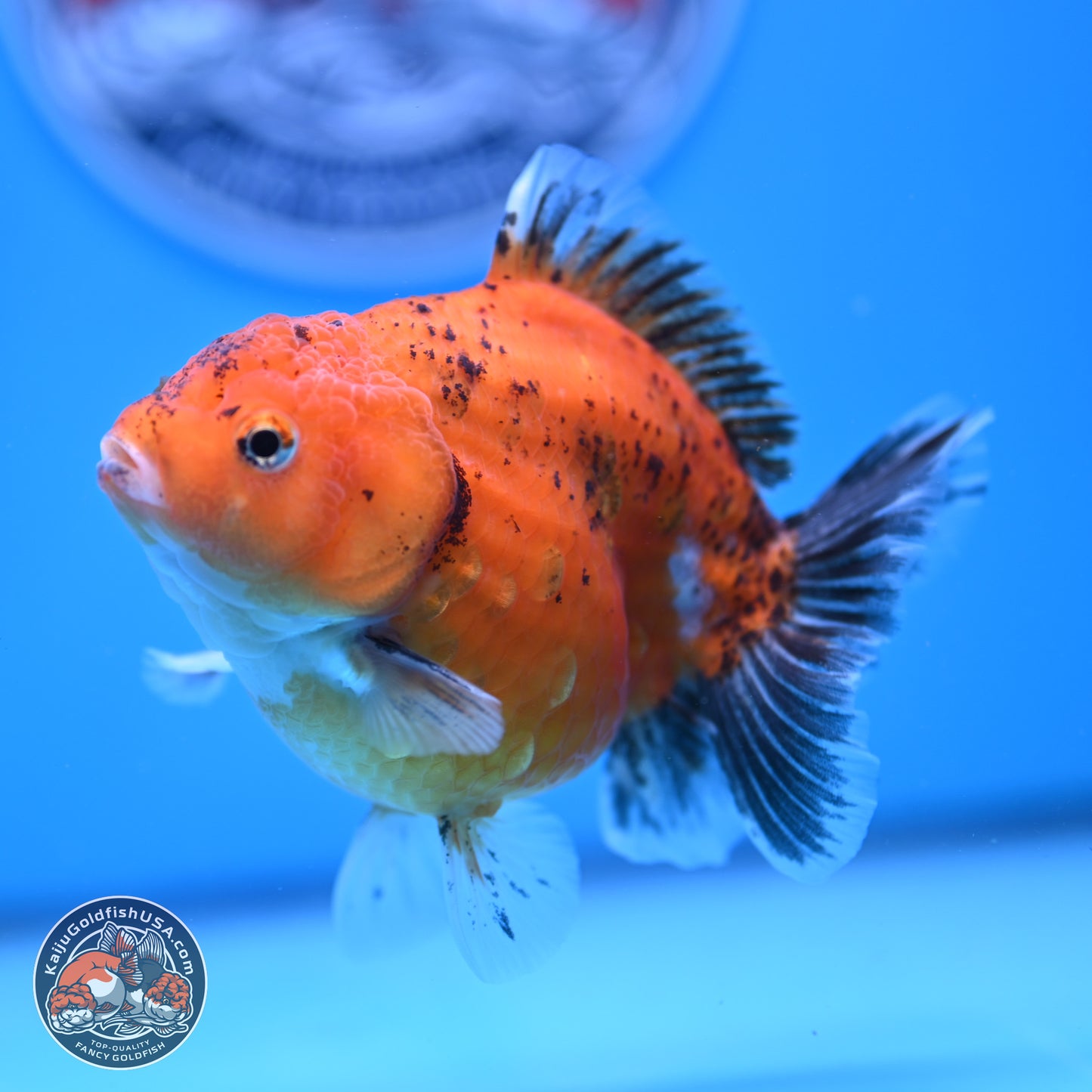 Shogun Tricolor Sakura YuanBao Oranda 3.75in Body (240802_OR06) - Kaiju Goldfish USA