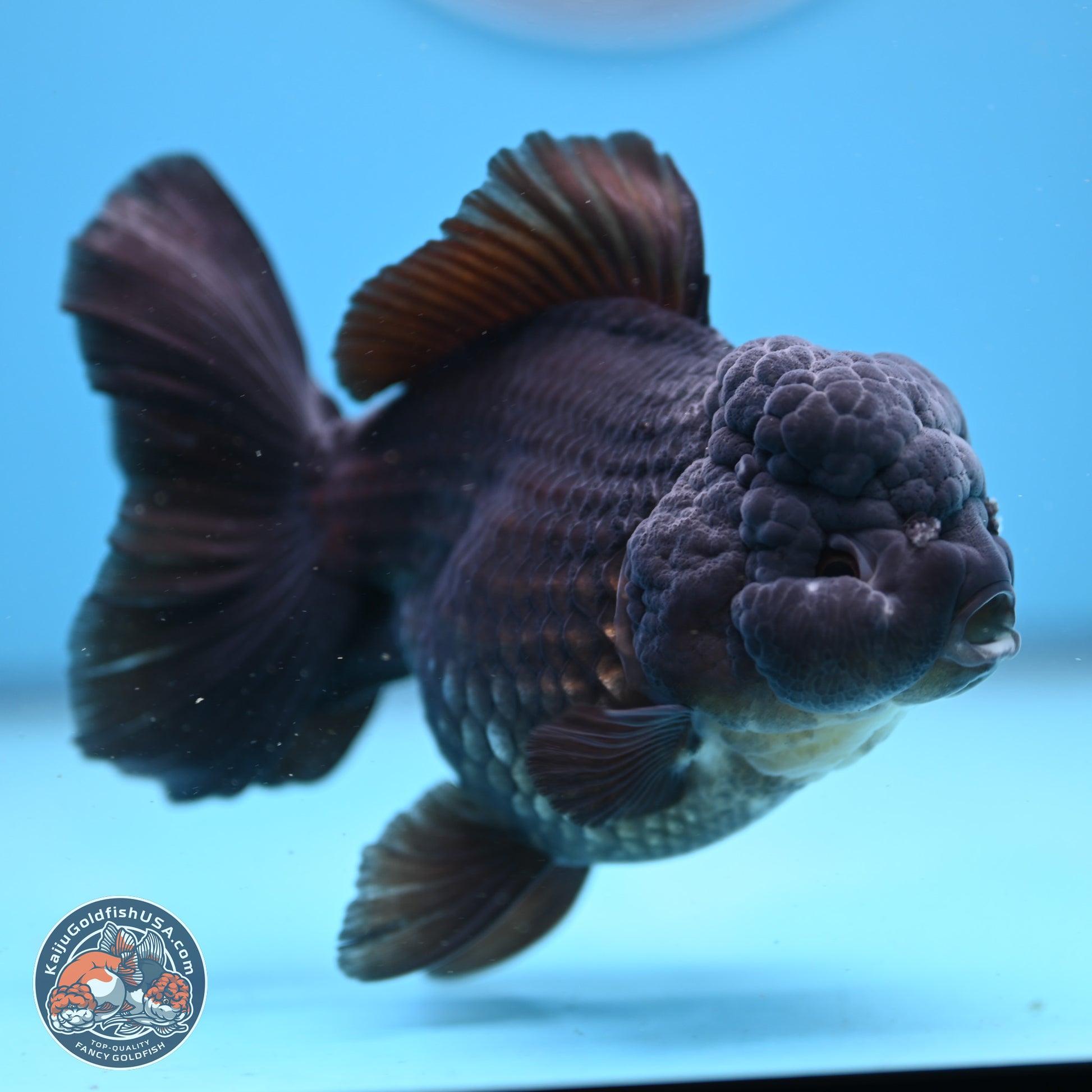 Black Rose Tail Oranda 5 inches - Female (241206_OR06) - Kaiju Goldfish USA