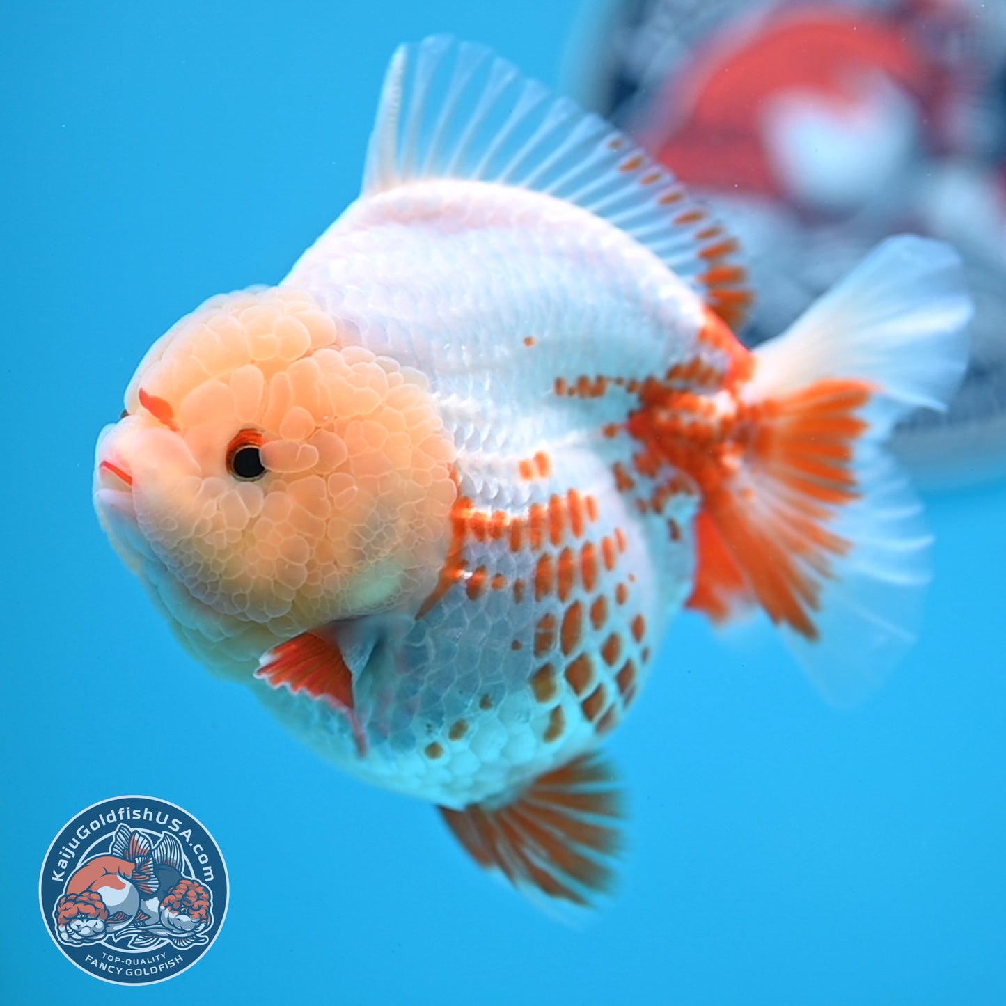 Deer Spot Red White YuanBao Oranda 3.7 inches Body (250516_OR06)