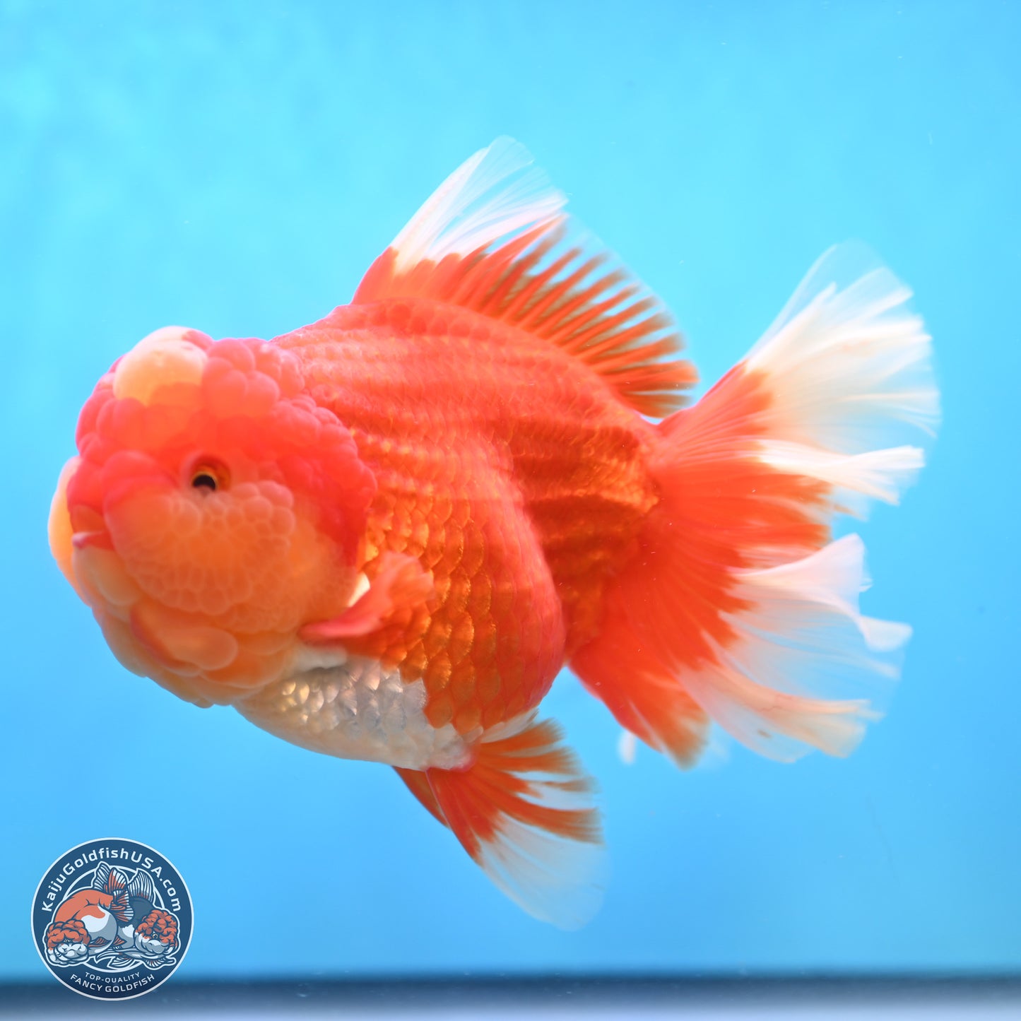 Jumbo Rose Tail Jade Seal Red White Oranda 5.5 inches Body - Female (250131_OR06)