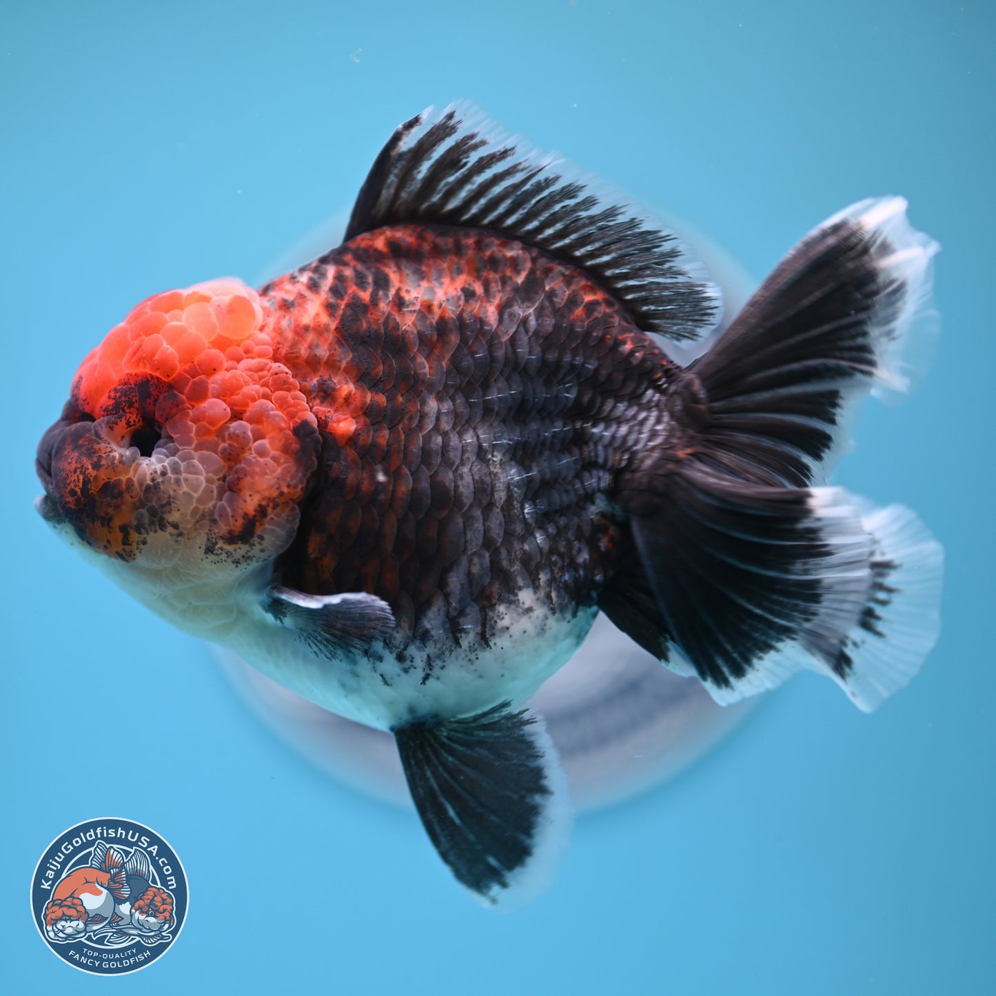 Kirin Rose Tail Oranda 5 inches (241025_OR06) - Kaiju Goldfish USA