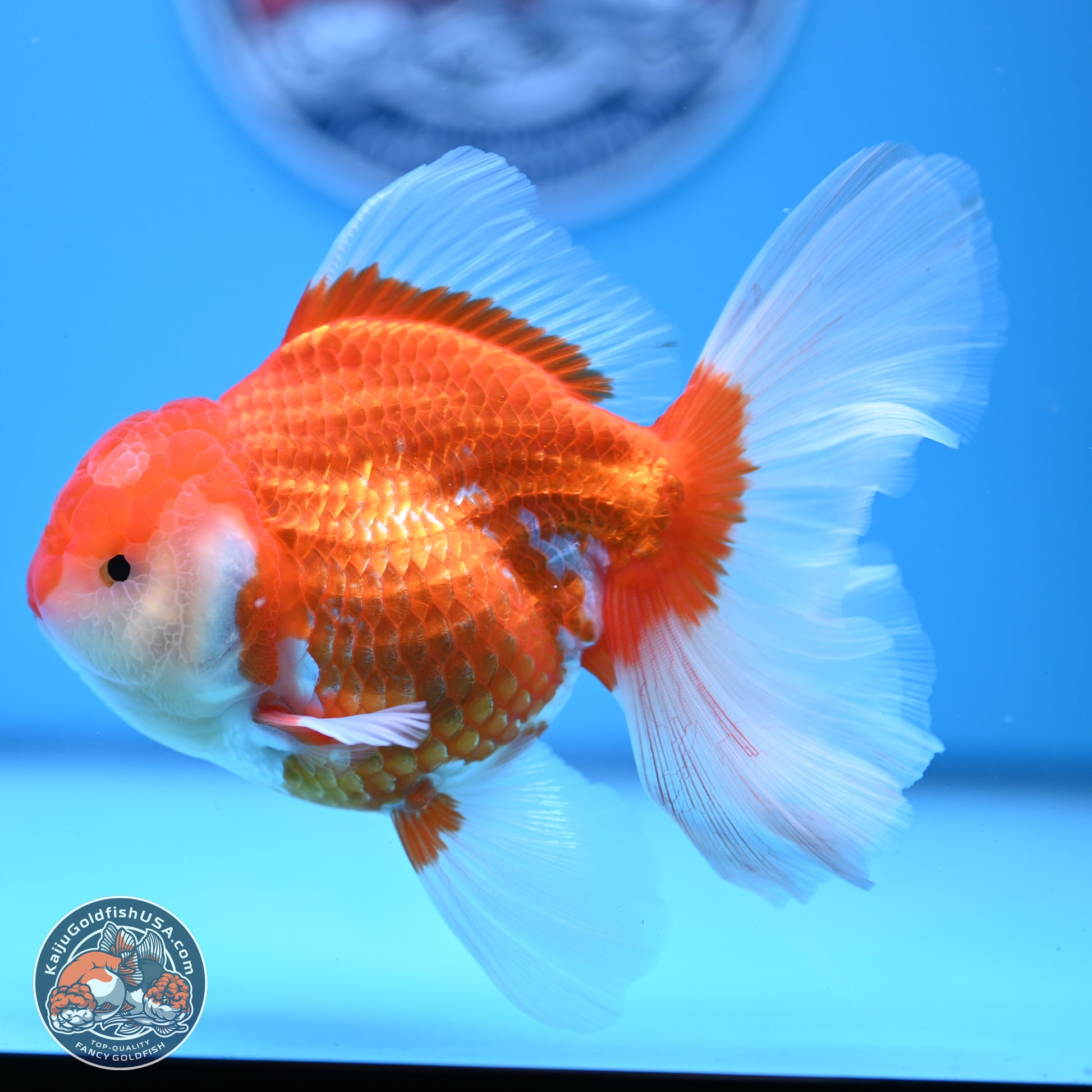 Red White Rose Tail Oranda 4-6 inches (240913_OR06) - Kaiju Goldfish USA