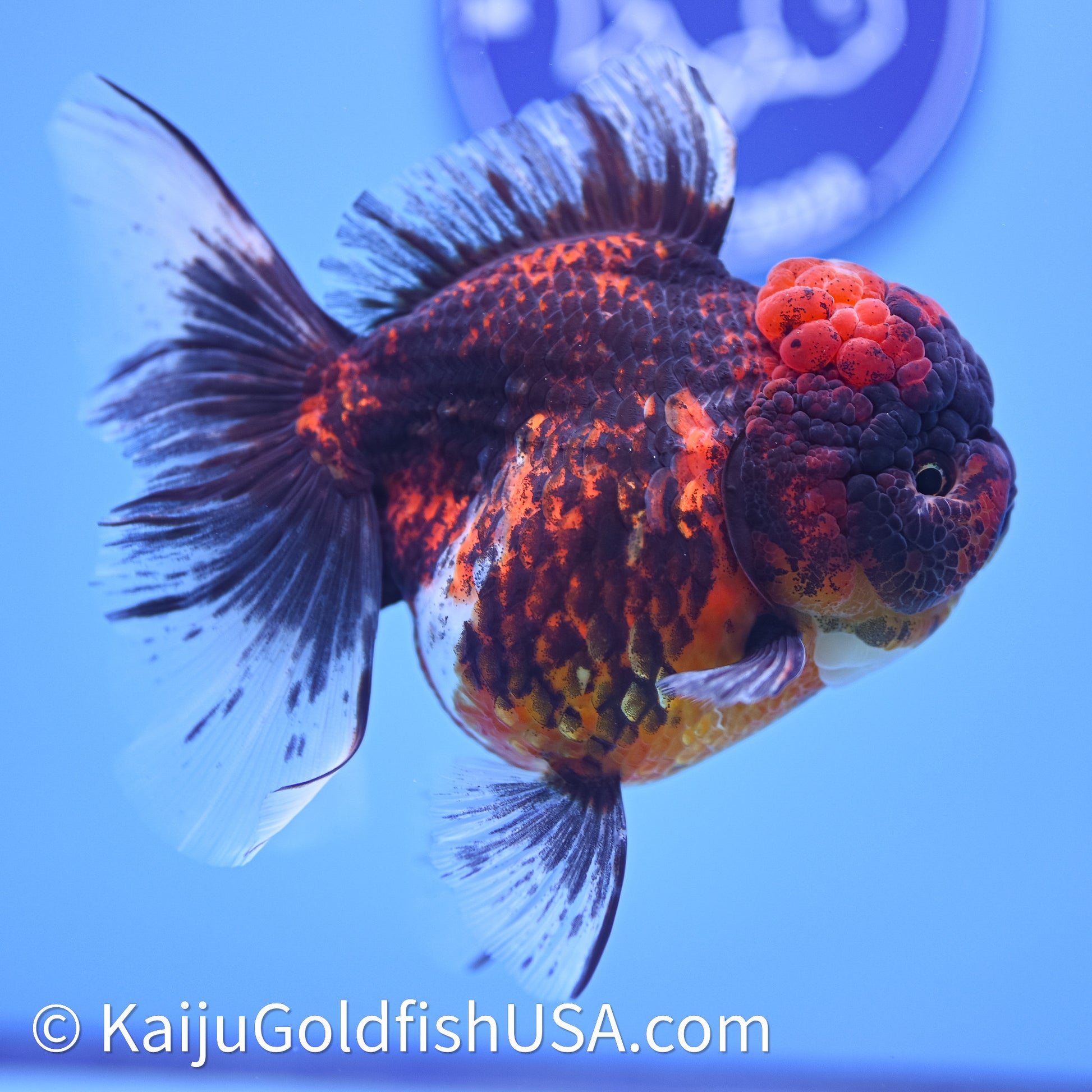 Red Kirin Rose Tail Oranda 4in Body (240628_OR06) - Kaiju Goldfish USA