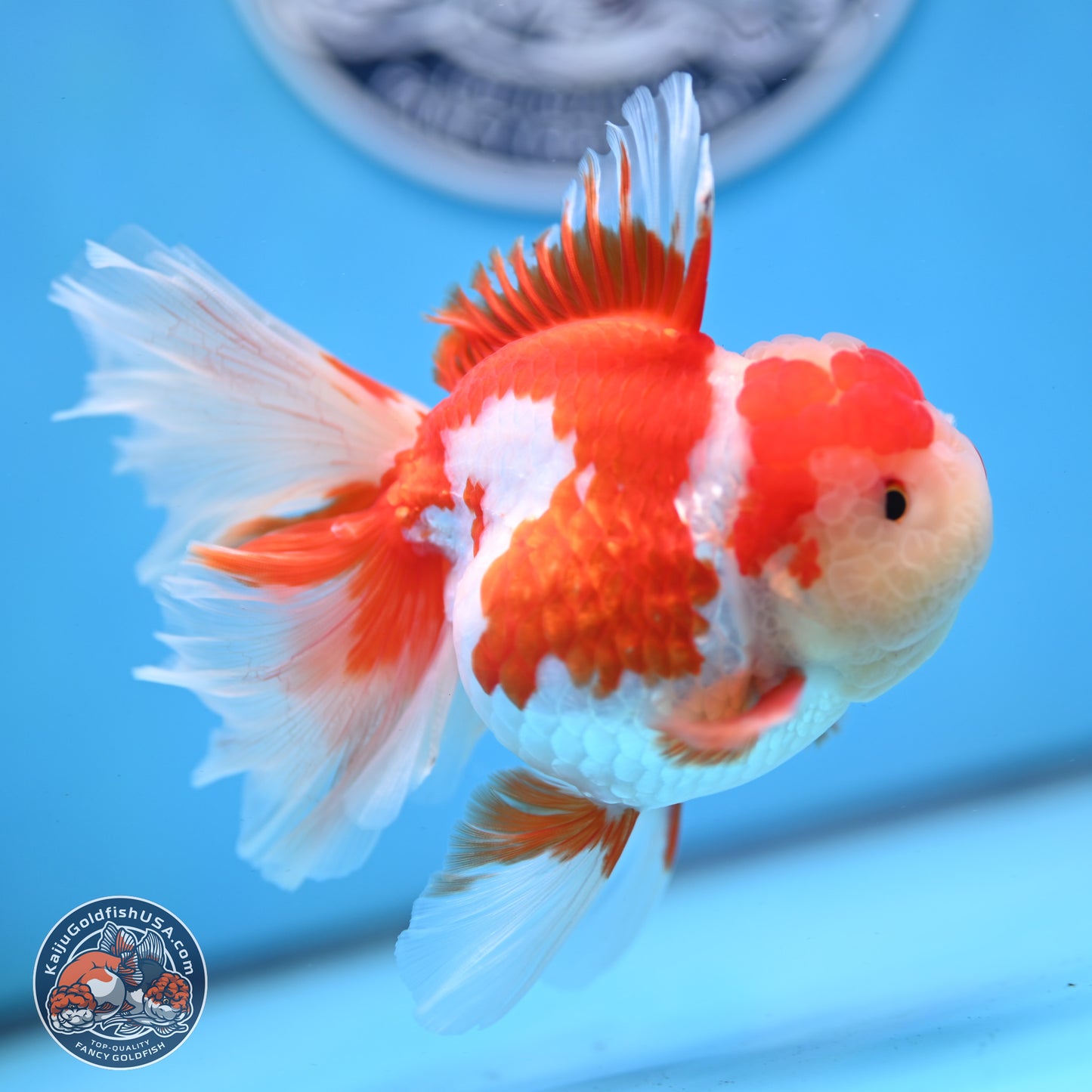 Jade Top Red White Orchid Tail Oranda 3.5 inches Body - Female (250228_OR06)