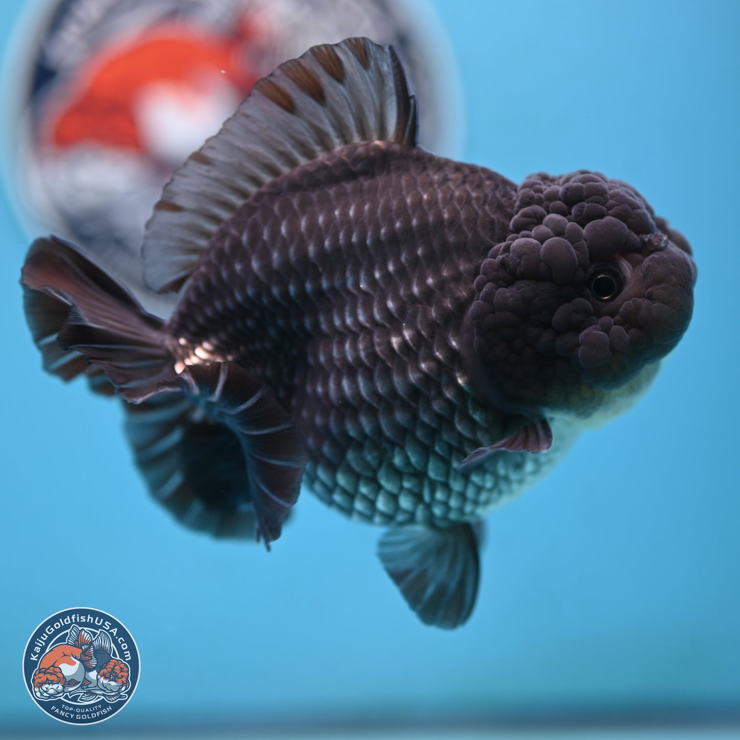 Big Black Metallic YuanBao Oranda 4.5 inches Body - Female (250117_OR06) - Kaiju Goldfish USA