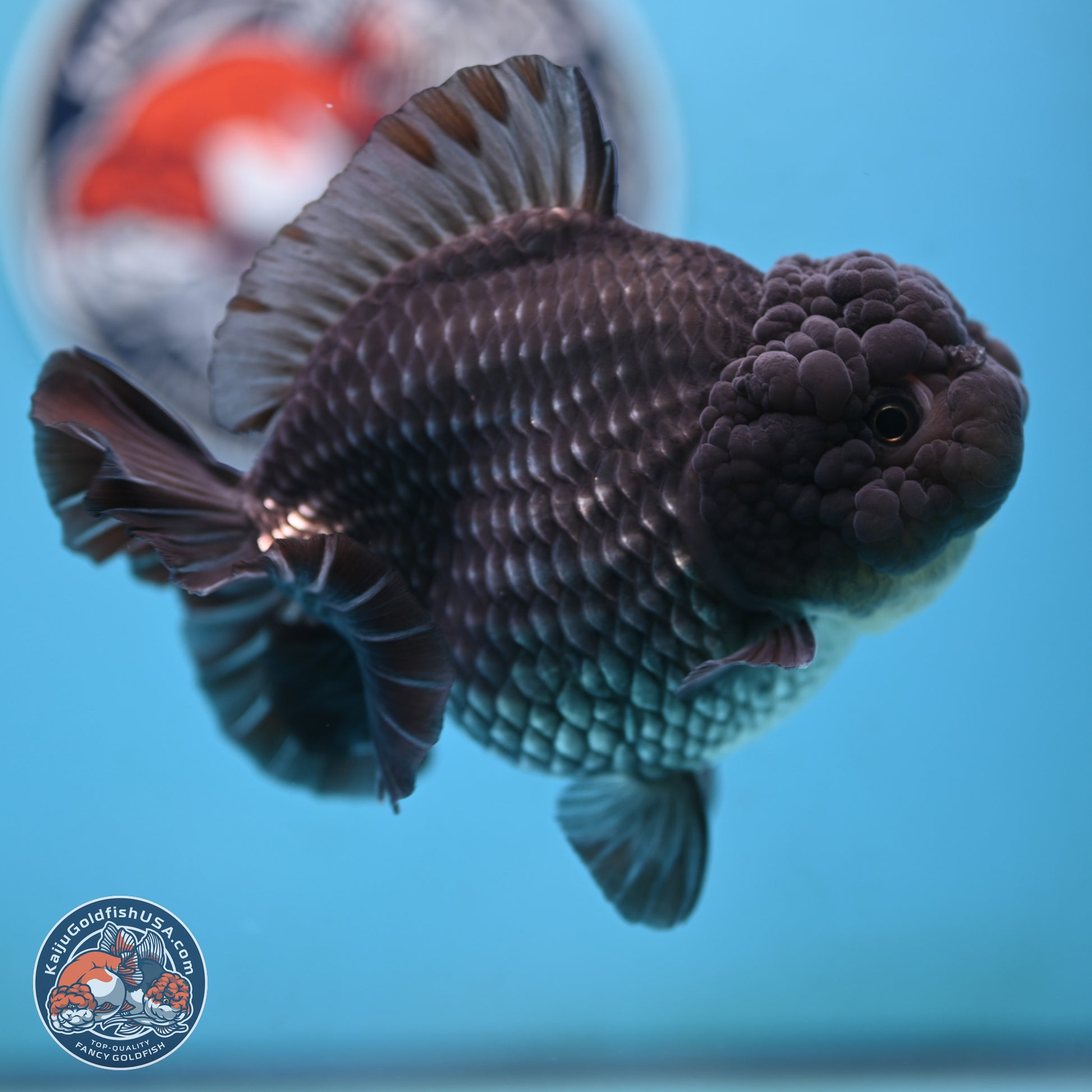 Big Black Metallic YuanBao Oranda 4.5 inches Body - Female (250117_OR06) - Kaiju Goldfish USA