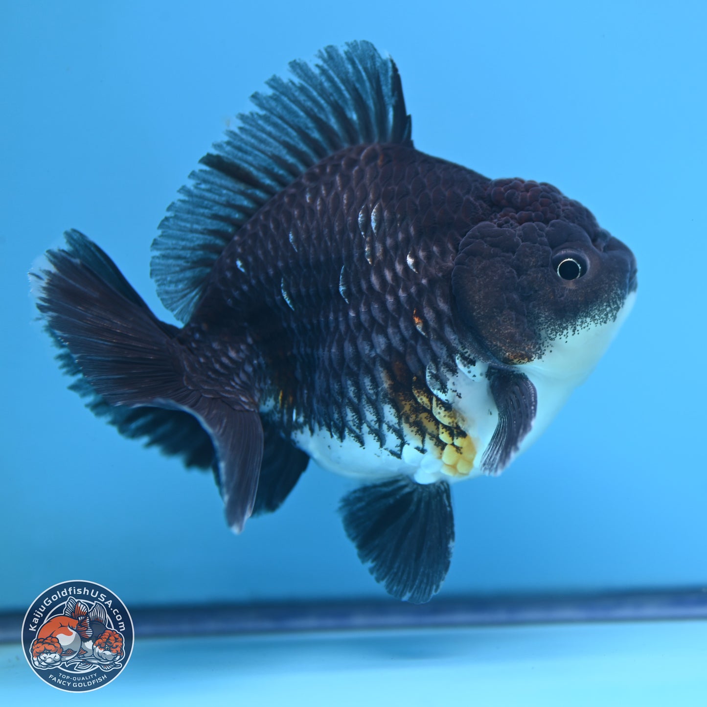 Shogun Kirin Oranda 3.5-4.5 in (241011_OR06) - Kaiju Goldfish USA