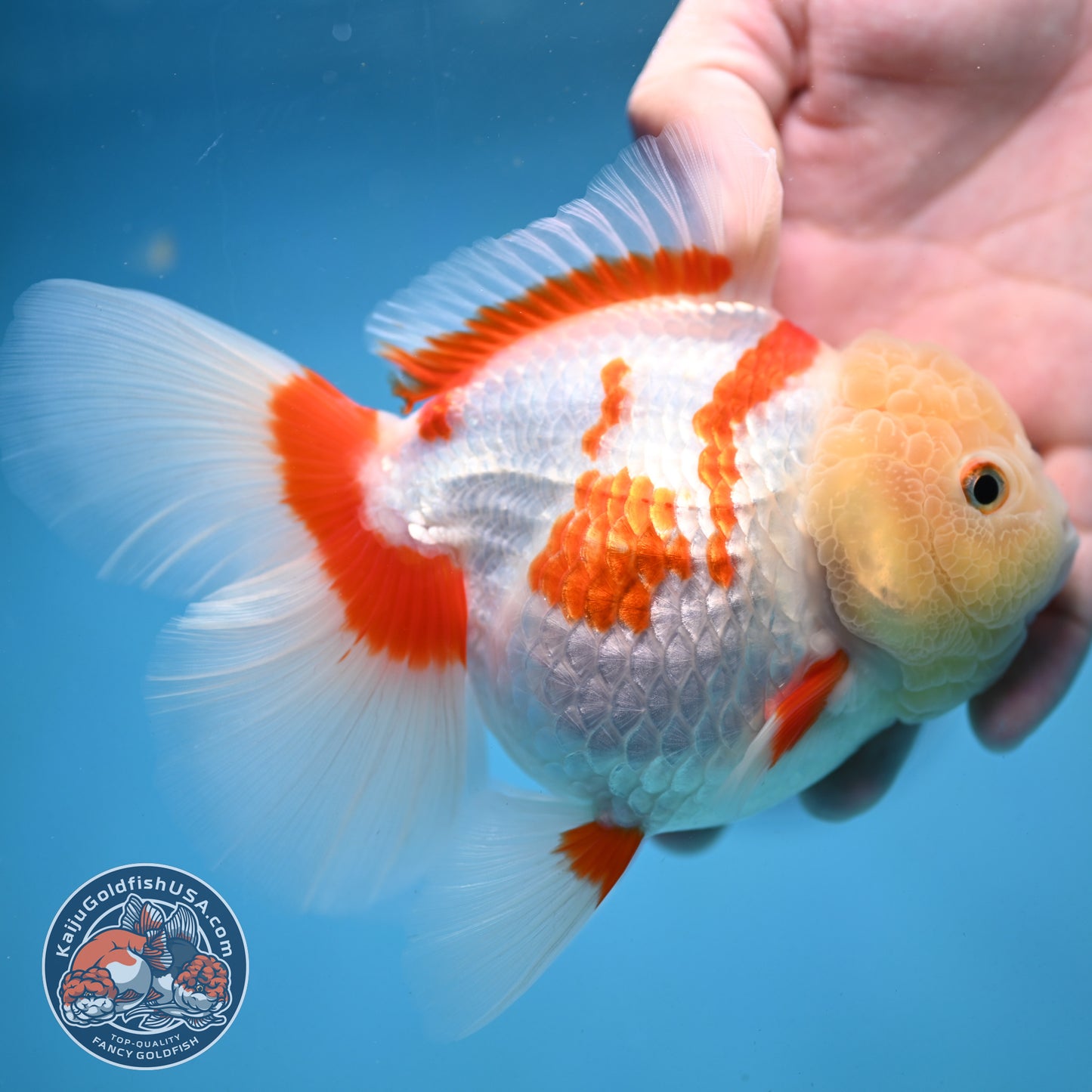 Jade Head Red White Oranda 4 inch Body (250919_OR06)