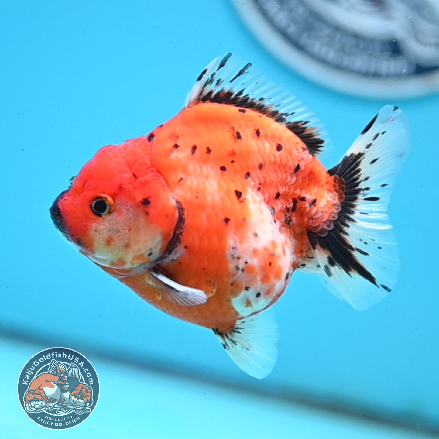 Shogun Tricolor Sakura Oranda 3.5 inches Body - Female (250418_OR06)