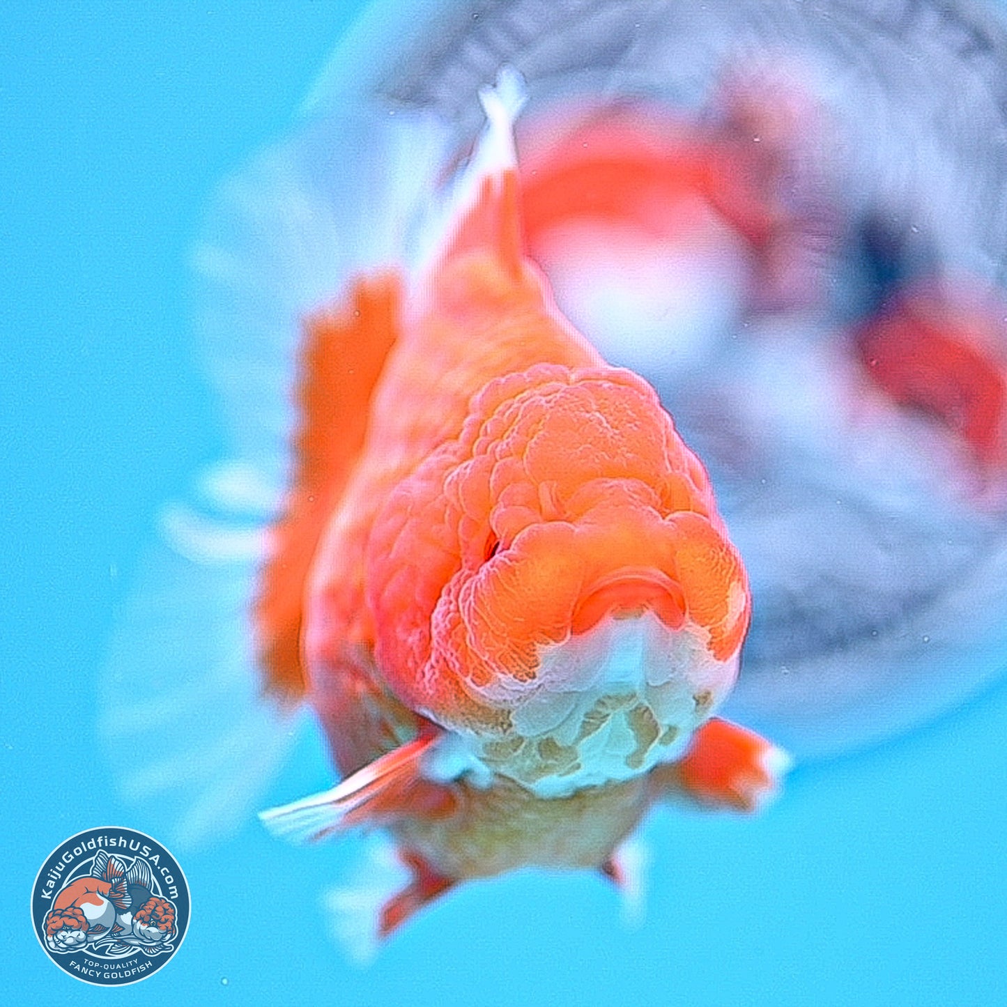 Red White Rose Tail Oranda 4.5 inches - Female (241129_OR06) - Kaiju Goldfish USA