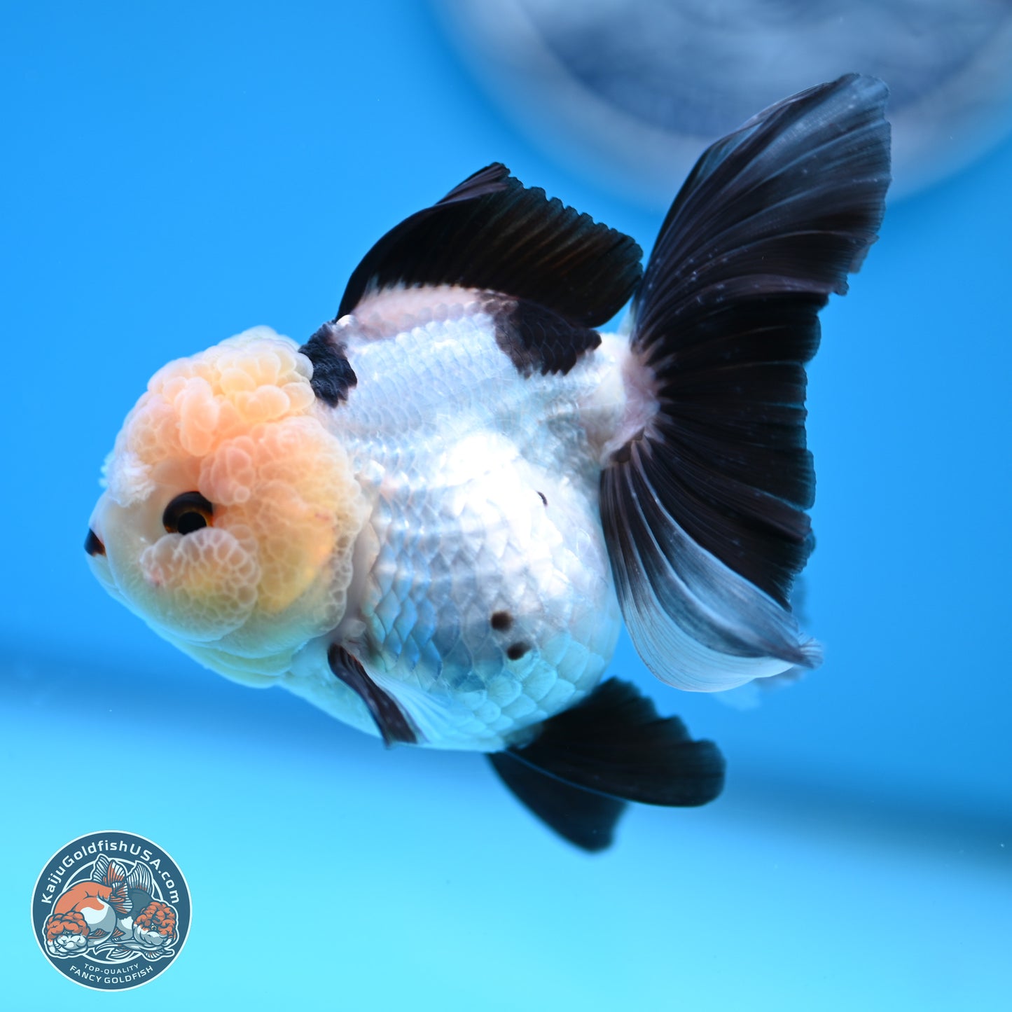 Panda Rose Tail Oranda 4 inches (241101_OR06) - Kaiju Goldfish USA