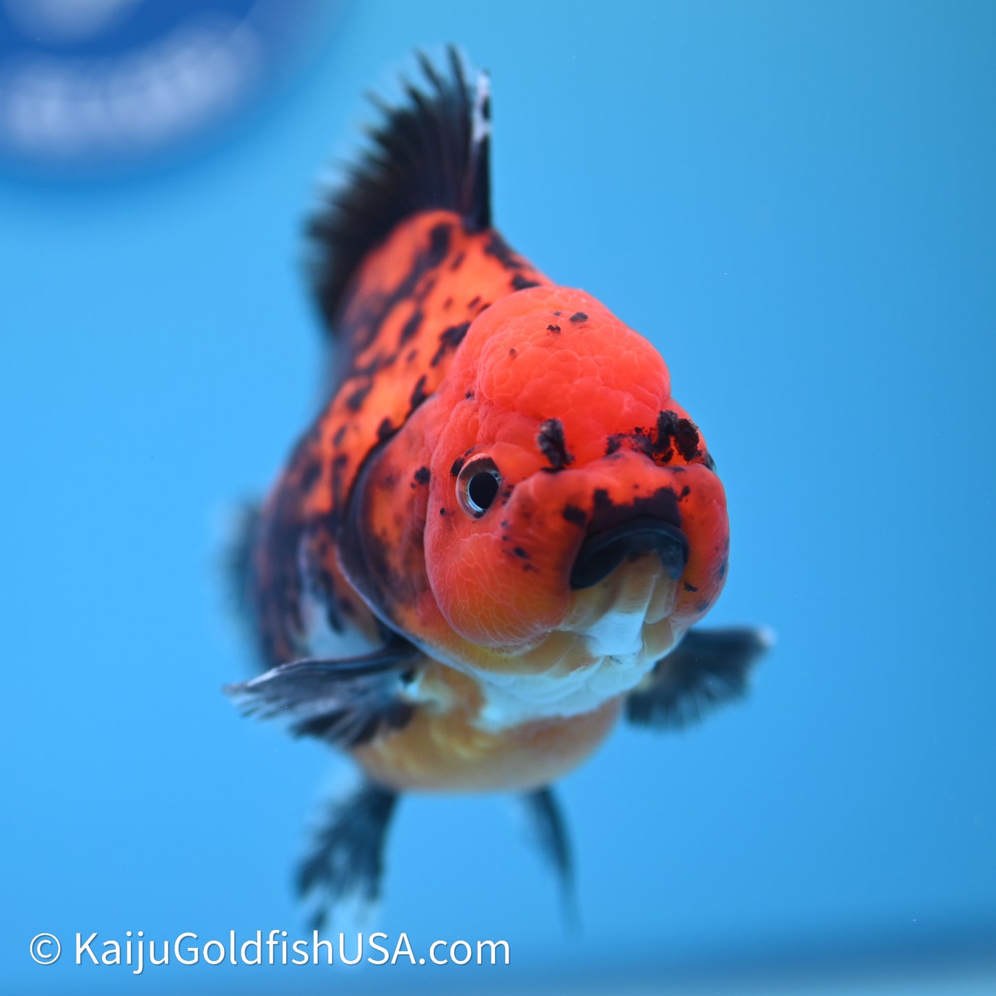 Shogun Godzilla Apache Oranda 3.75in Body (240614_OR06) - Kaiju Goldfish USA