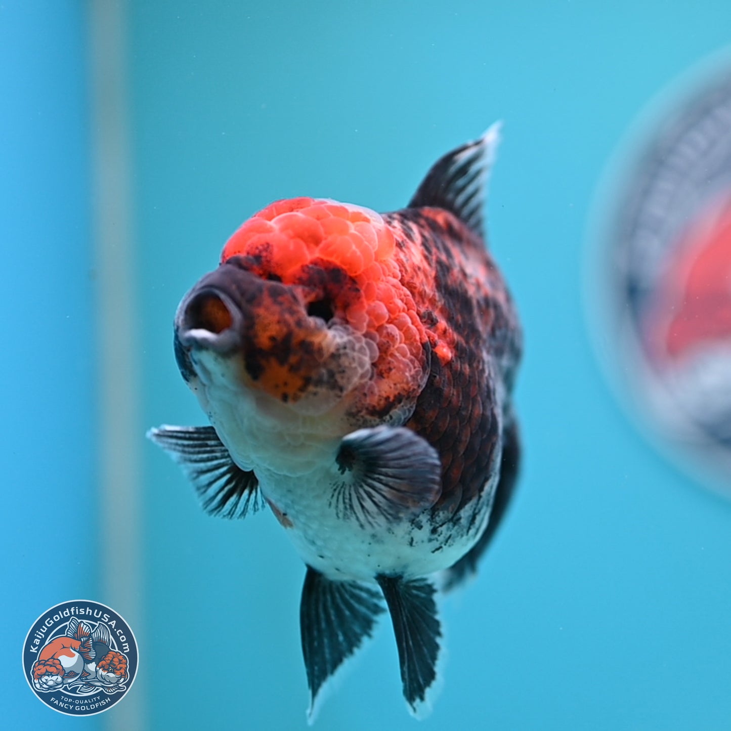 Kirin Rose Tail Oranda 5 inches (241025_OR06) - Kaiju Goldfish USA