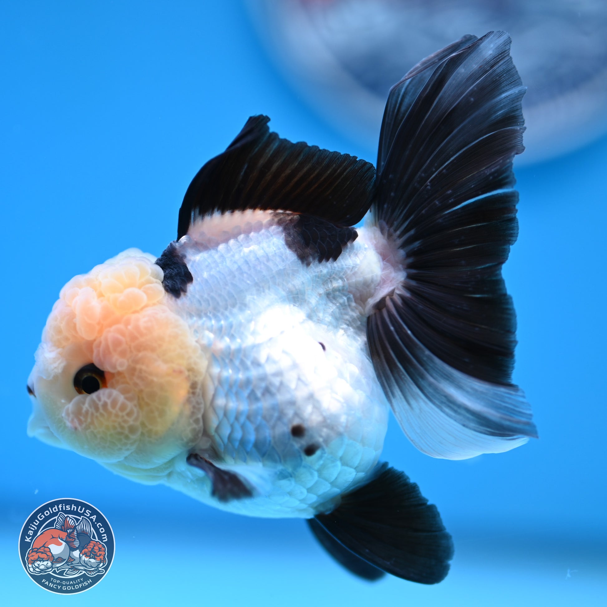 Panda Rose Tail Oranda 4 inches (241101_OR06) - Kaiju Goldfish USA