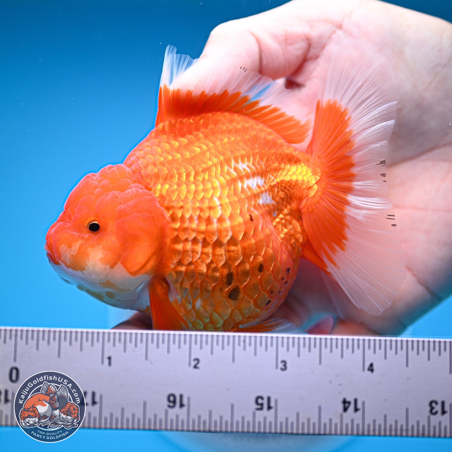 Red White Rose Tail Oranda 4.5 inches - Female (241129_OR06) - Kaiju Goldfish USA