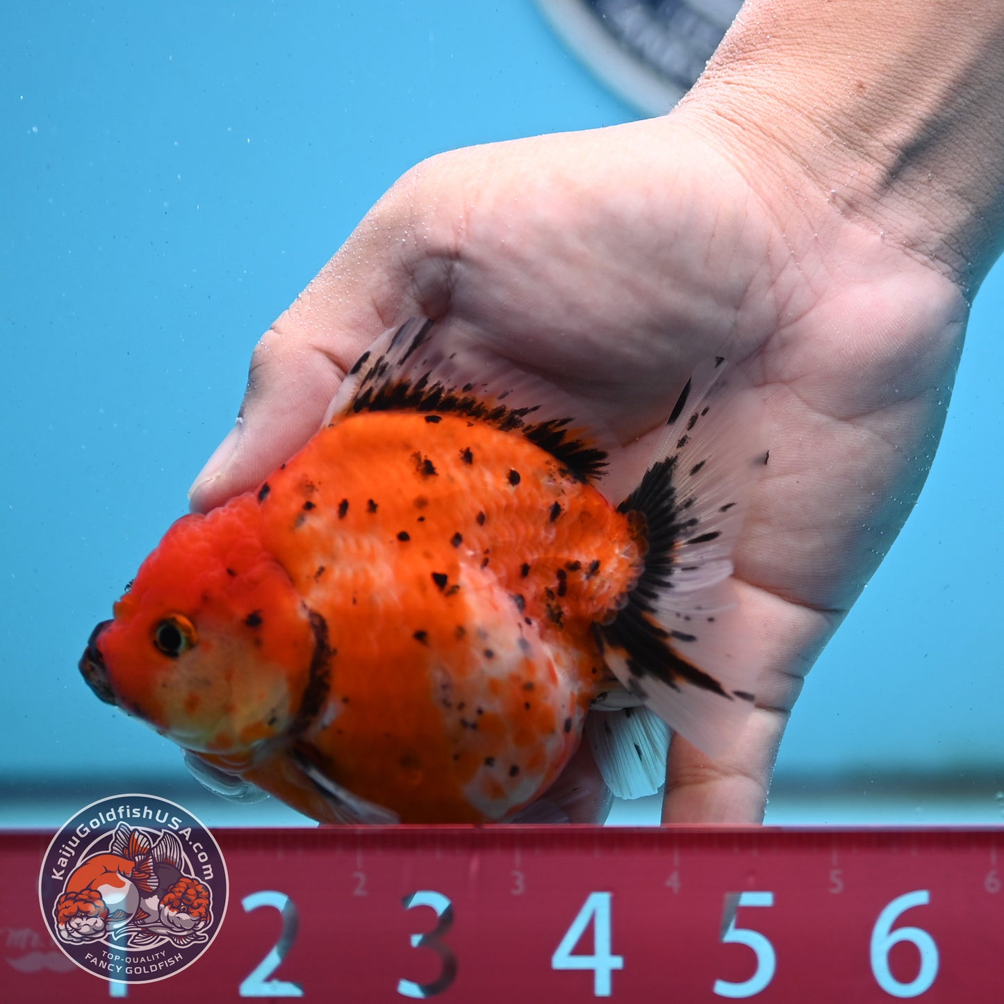 Shogun Tricolor Sakura Oranda 3.5 inches Body - Female (250418_OR06)
