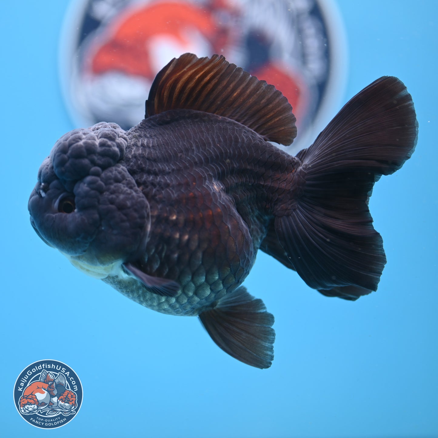 Black Rose Tail Oranda 5 inches - Female (241206_OR06) - Kaiju Goldfish USA