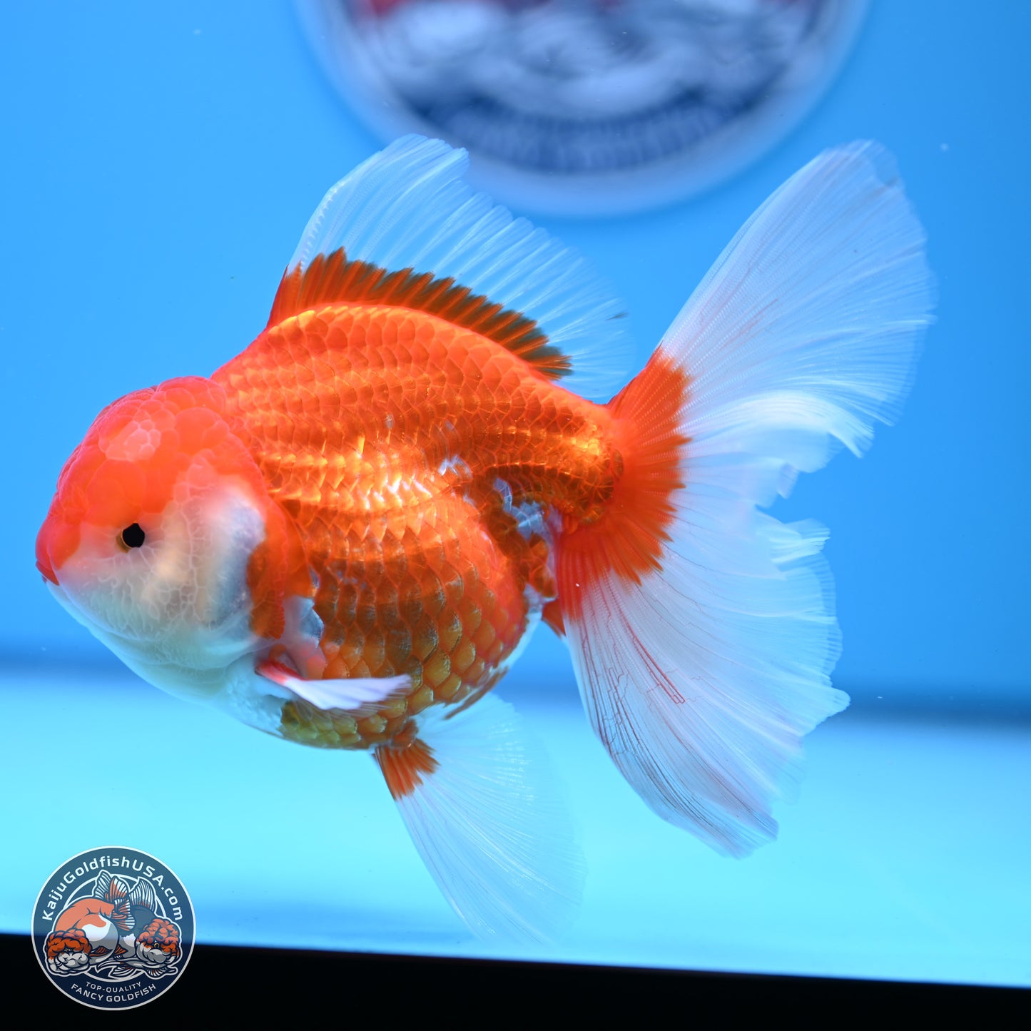 Red White Rose Tail Oranda 4-6 inches (240913_OR06) - Kaiju Goldfish USA