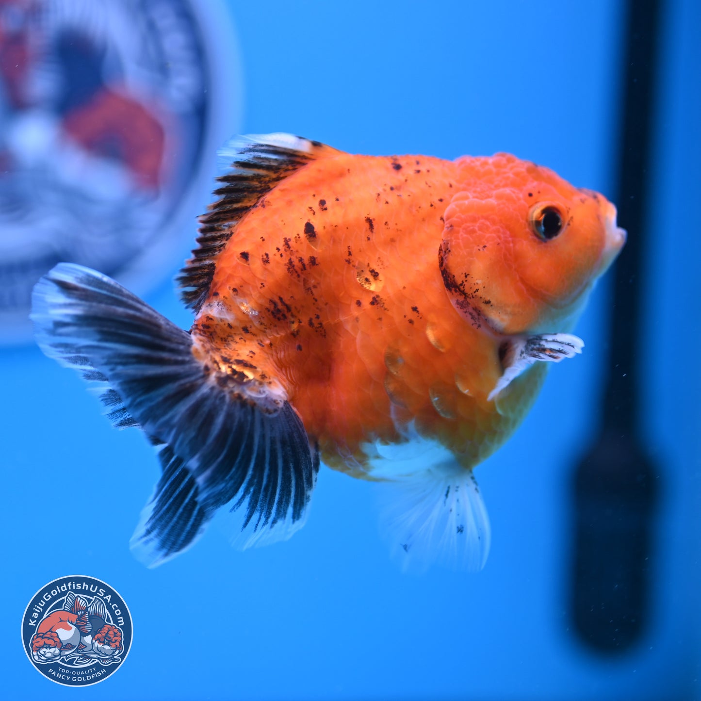 Shogun Tricolor Sakura YuanBao Oranda 3.75in Body (240802_OR06) - Kaiju Goldfish USA