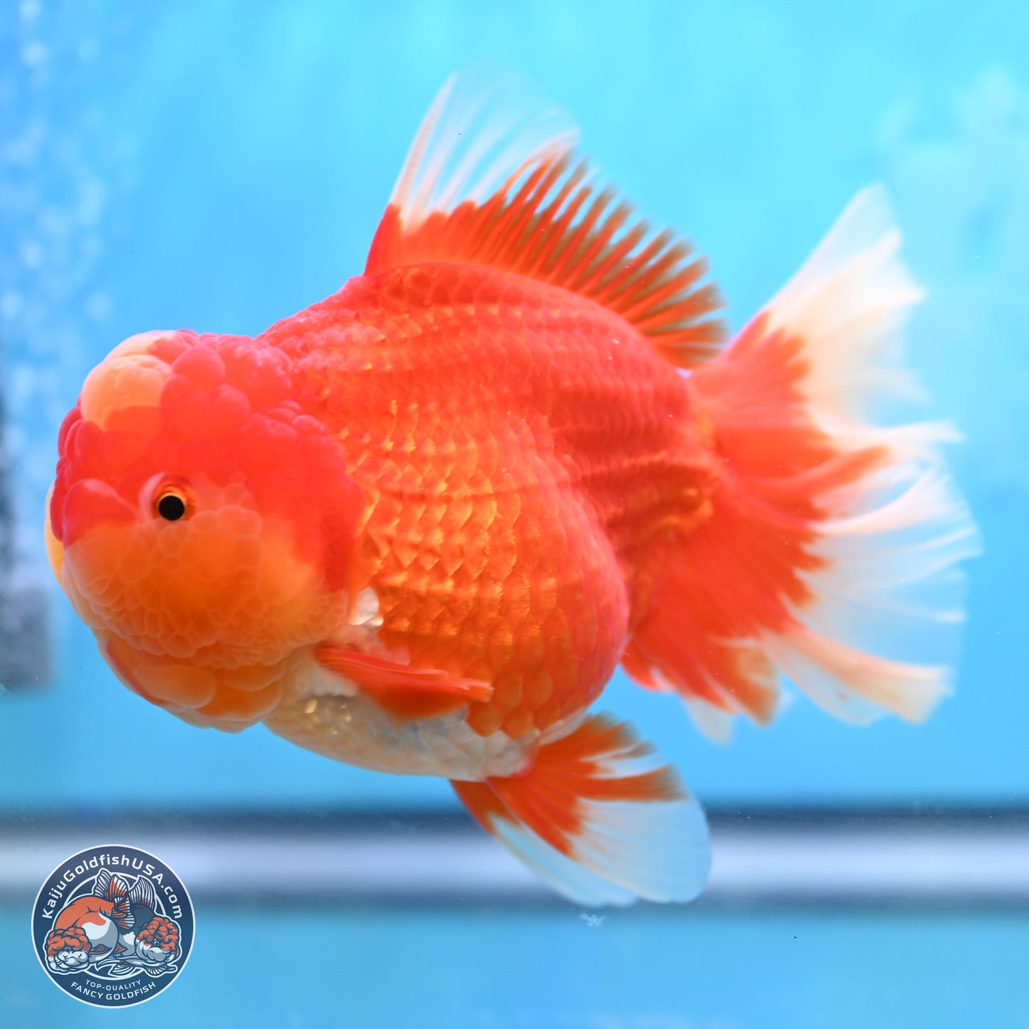 Jumbo Rose Tail Jade Seal Red White Oranda 5.5 inches Body - Female (250131_OR06)