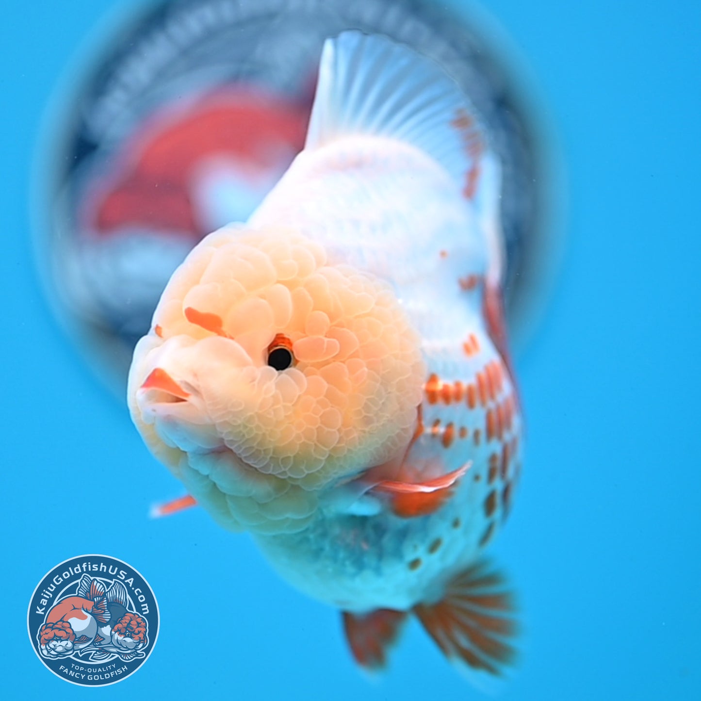 Deer Spot Red White YuanBao Oranda 3.7 inches Body (250516_OR06)