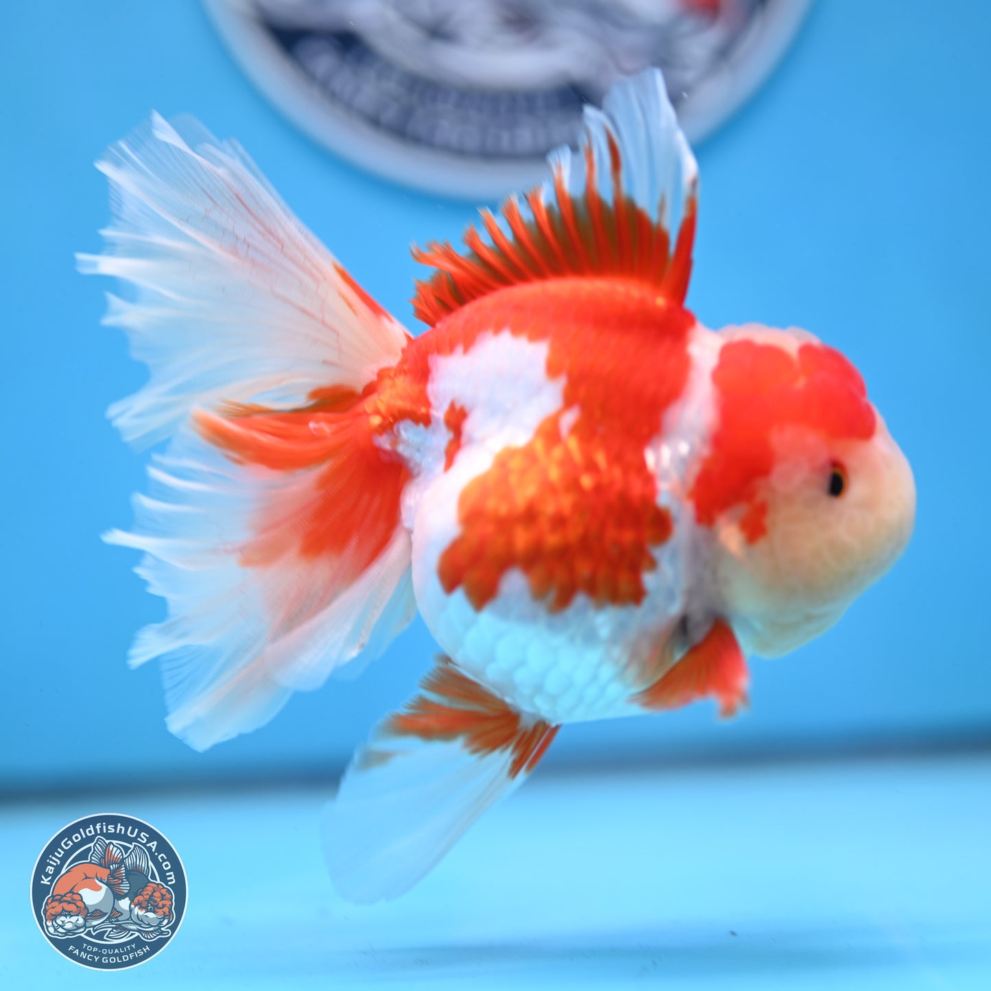 Jade Top Red White Orchid Tail Oranda 3.5 inches Body - Female (250228_OR06)