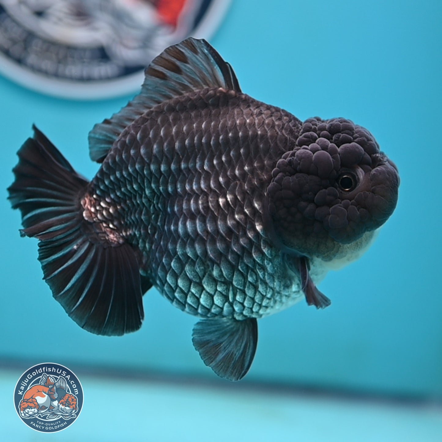 Big Black Metallic YuanBao Oranda 4.5 inches Body - Female (250117_OR06) - Kaiju Goldfish USA