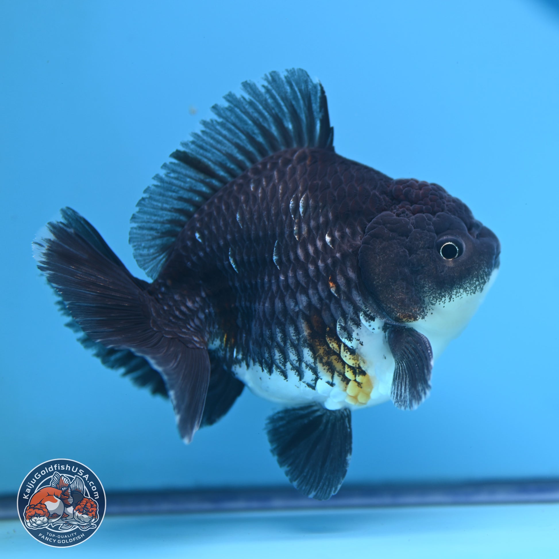 Shogun Kirin Oranda 3.5-4.5 in (241011_OR06) - Kaiju Goldfish USA